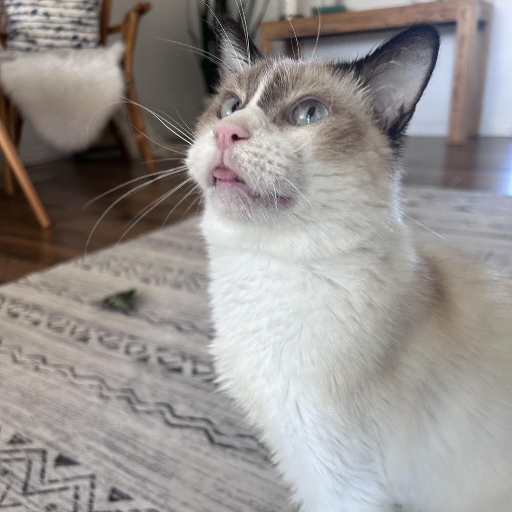 Karma, a Adoptable mixed breed in Bountiful, UT image 5/6