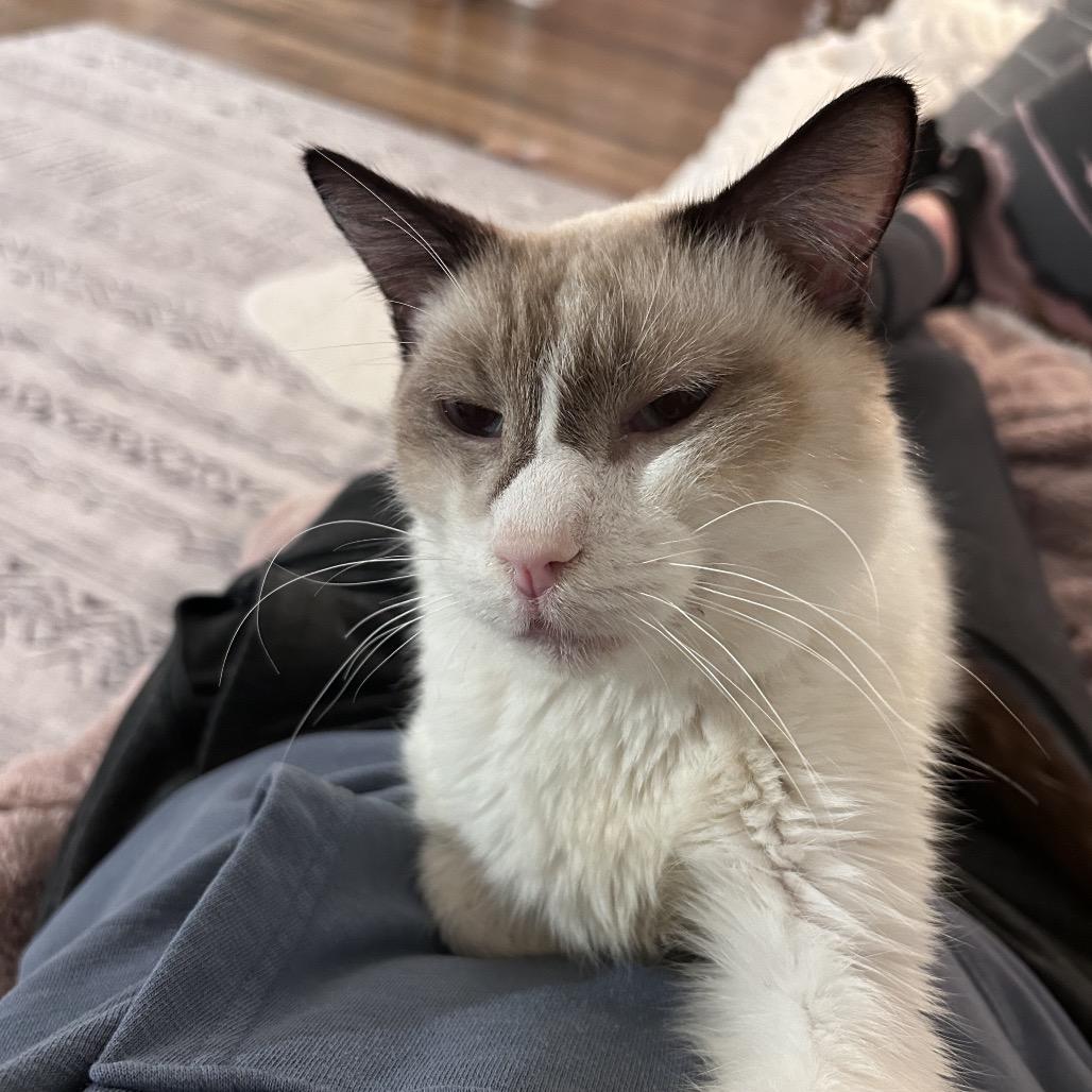 Karma, a Adoptable mixed breed in Bountiful, UT image 6/6