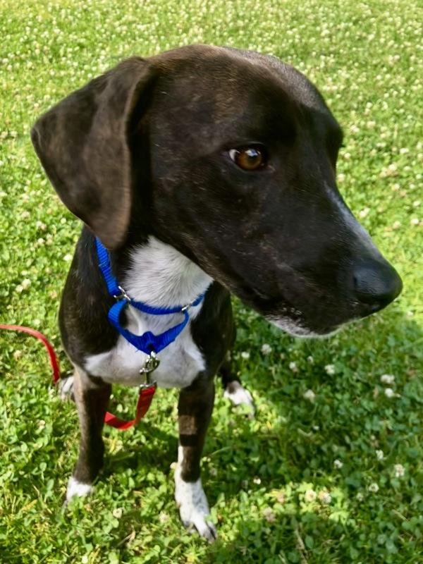 Enlarge Ernie, a Adoptable mixed breed in Vancouver, WA image 1/1