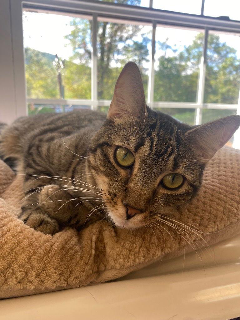 Dennis AKA Denni, a Adoptable Domestic Short Hair in Lovingston, VA image 2/3