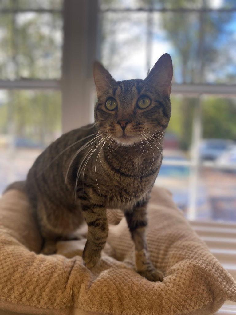 Dennis AKA Denni, a Adoptable Domestic Short Hair in Lovingston, VA image 3/3