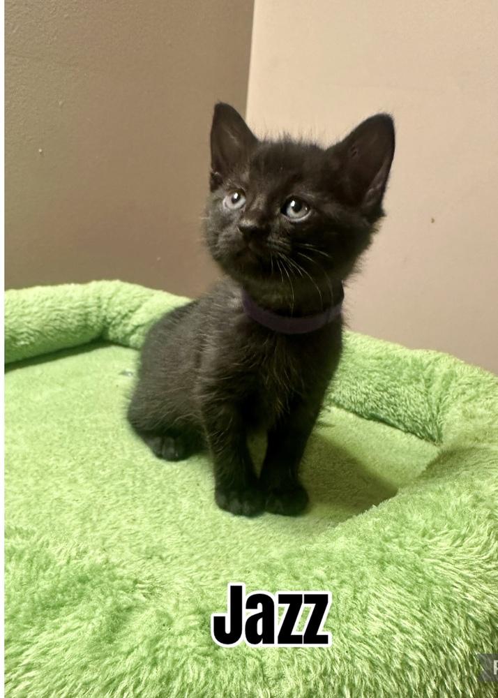 Melody cats : Jazz, Adopted, Kitten Female Domestic Short Hair.
