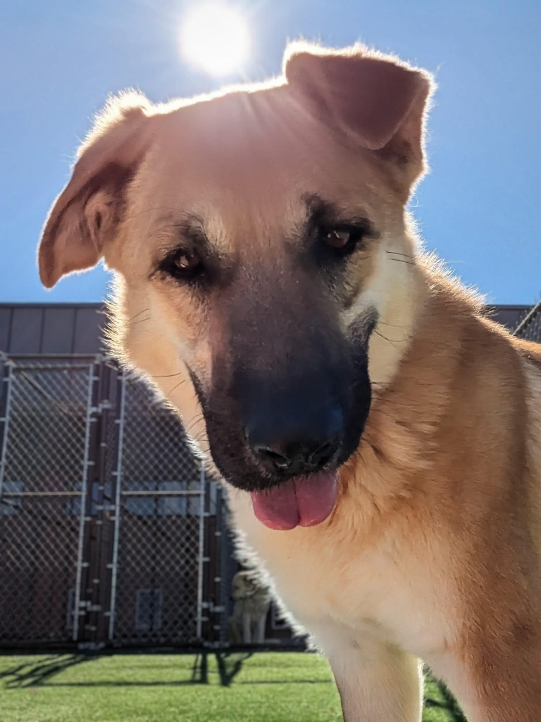 Enlarge Wednesday, a ADOPTABLE mixed breed in Torrey, UT image 4/5
