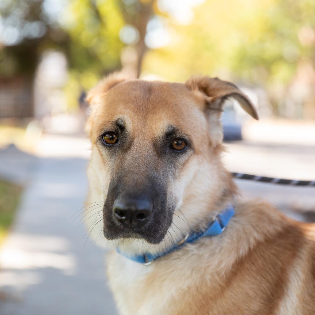 Wednesday, a ADOPTABLE mixed breed in Torrey, UT image 2/3