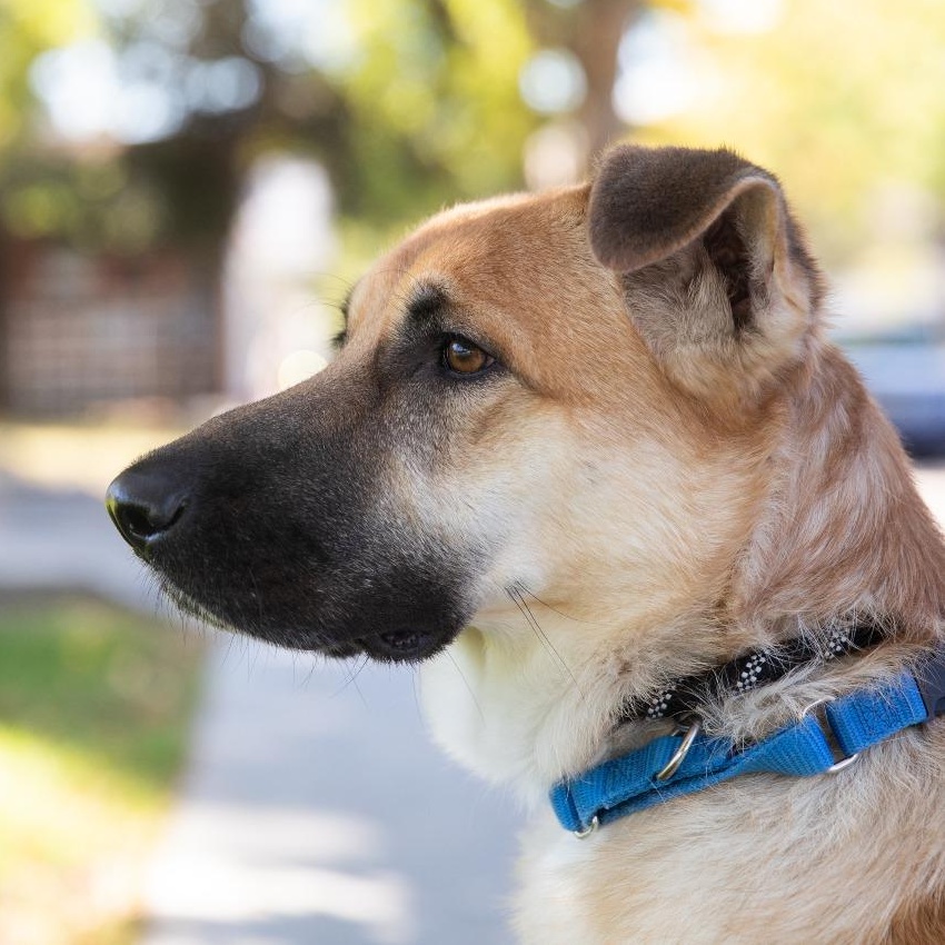 Wednesday, ADOPTABLE, Adult Female German Shepherd Dog & Golden Retriever.