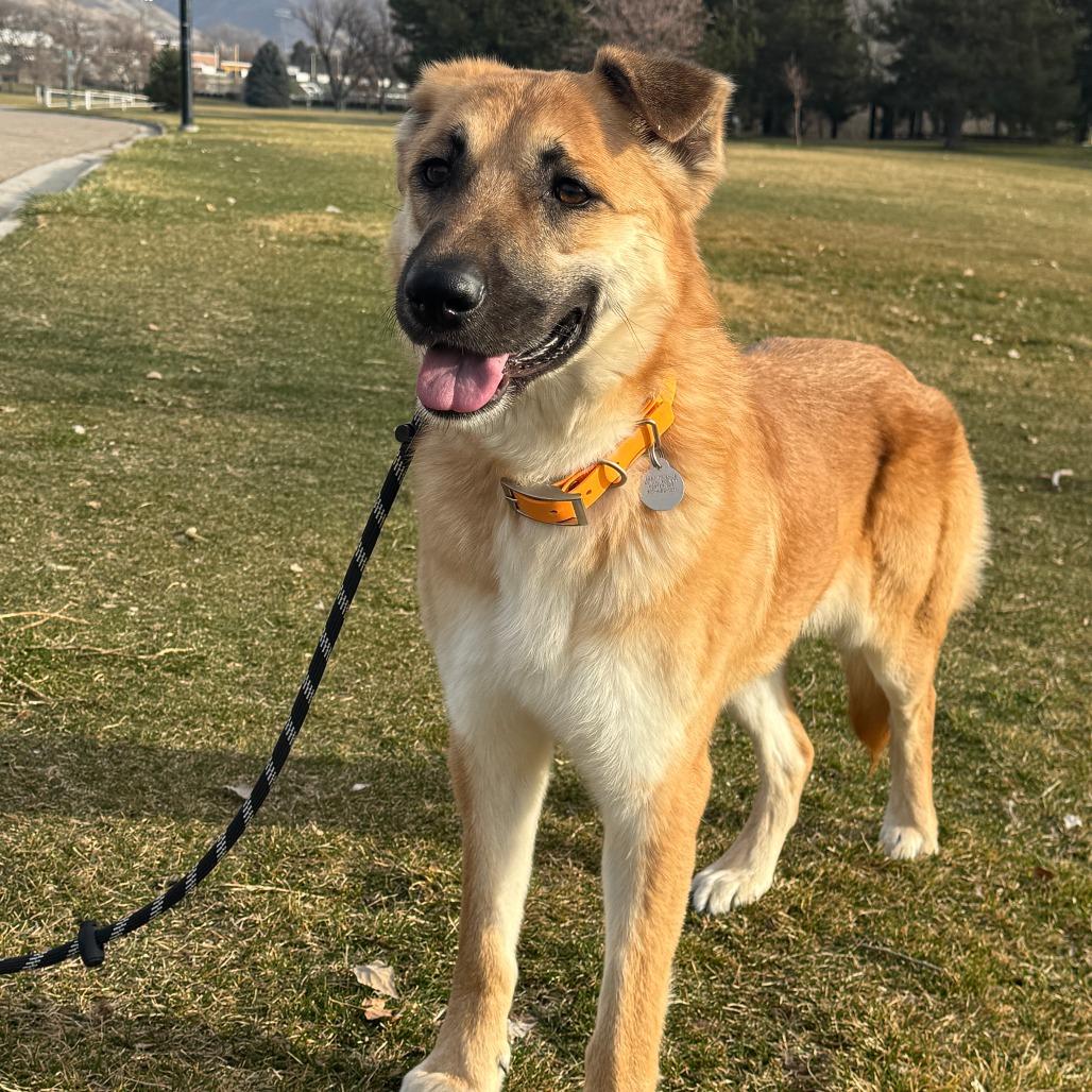 Wednesday, ADOPTABLE, Adult Female Anatolian Shepherd.
