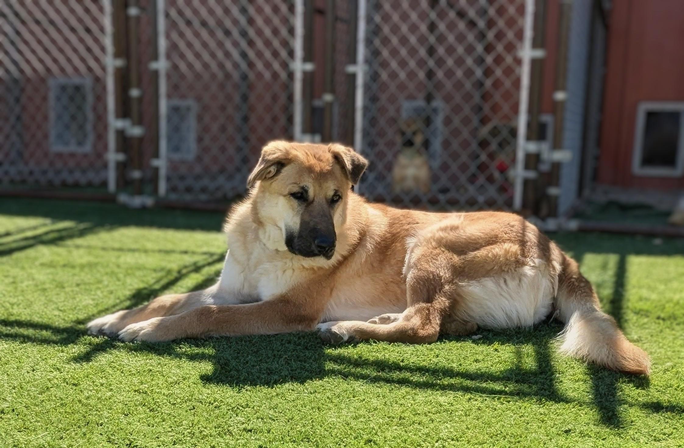 Enlarge Wednesday, a ADOPTABLE mixed breed in Torrey, UT image 2/5