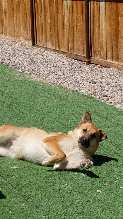 Enlarge Wednesday, a ADOPTABLE mixed breed in Torrey, UT video 5/5
