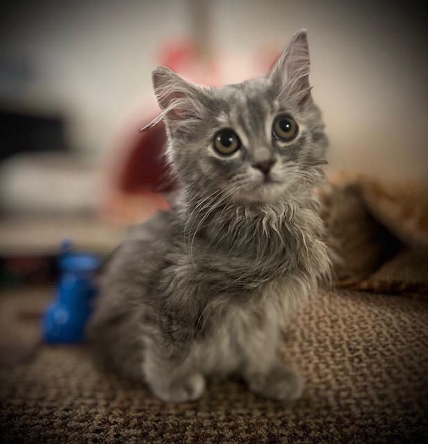 Ash, Adopted, Kitten Female Domestic Medium Hair.
