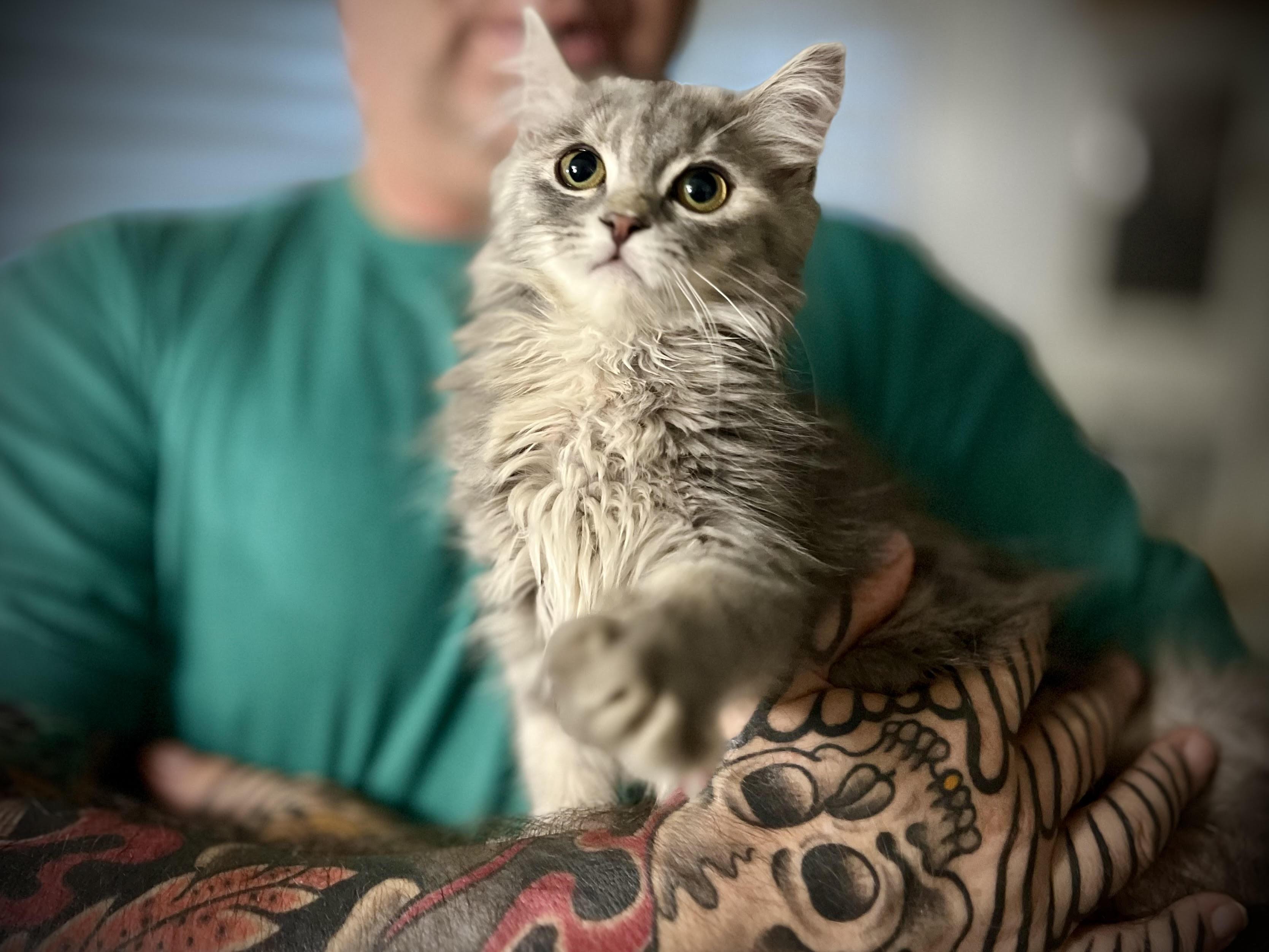 Enlarge Ash, a Adopted Domestic Medium Hair in Abbotsford, BC image 2/6