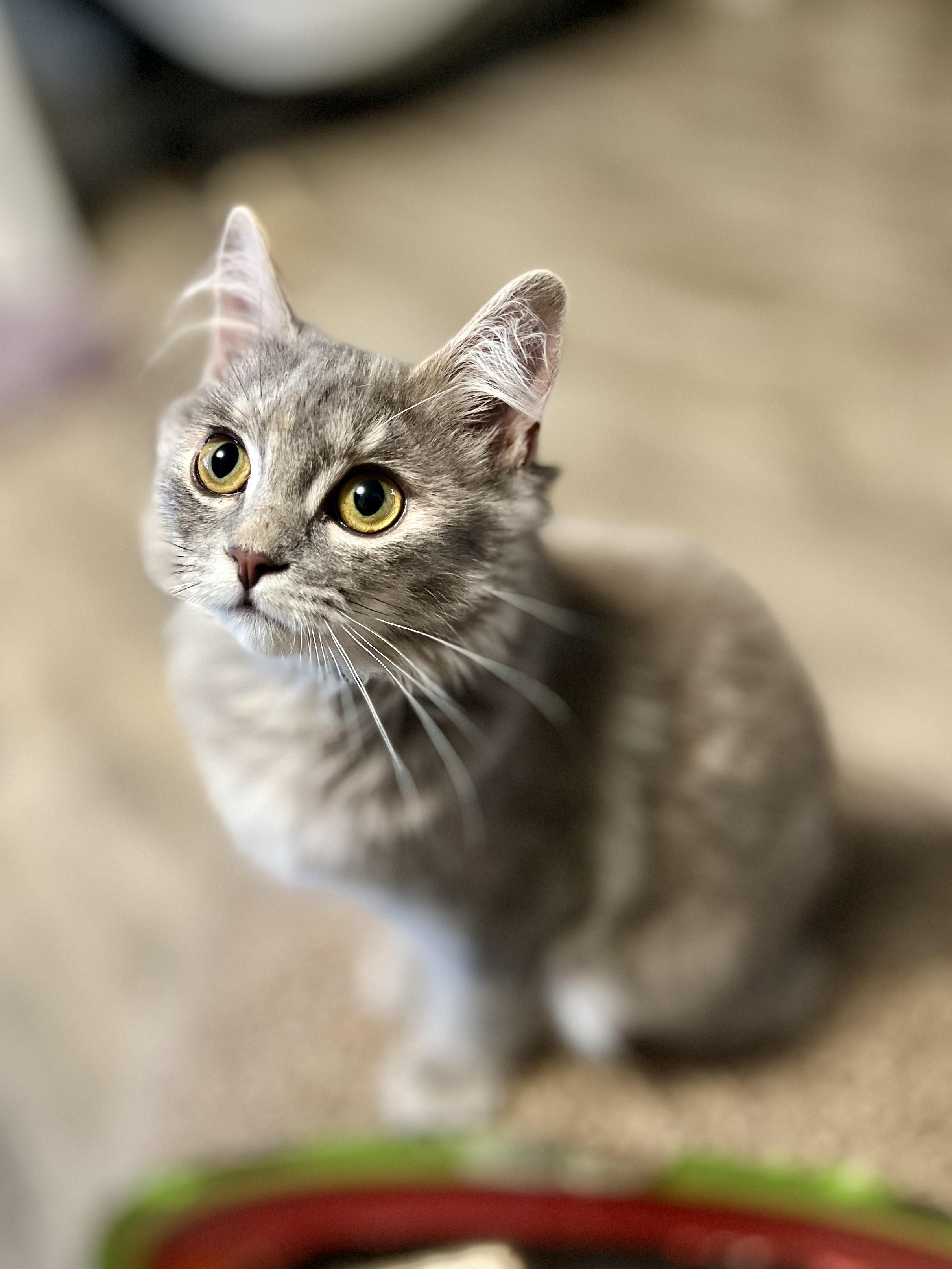 Enlarge Ash, a Adopted Domestic Medium Hair in Abbotsford, BC image 3/6