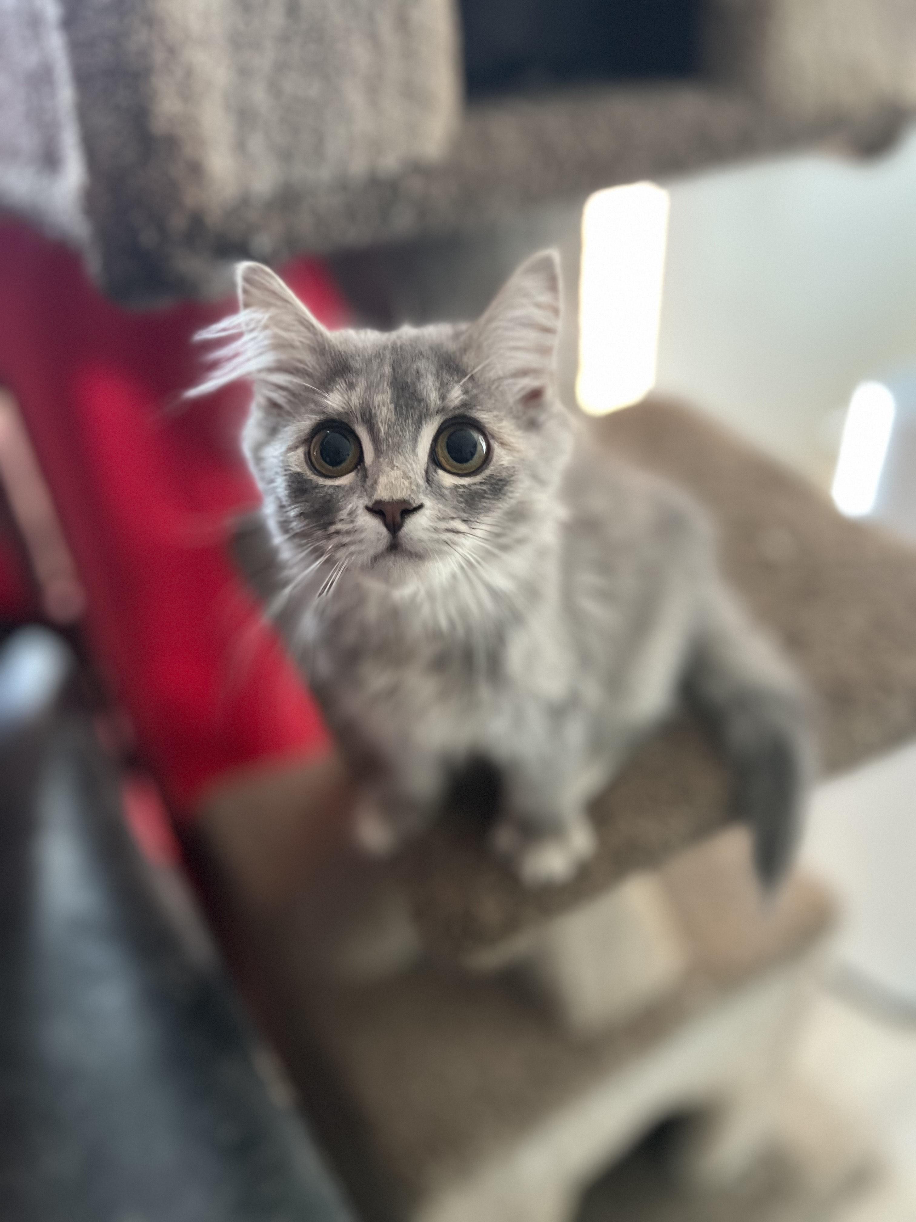 Enlarge Ash, a Adopted Domestic Medium Hair in Abbotsford, BC image 4/6