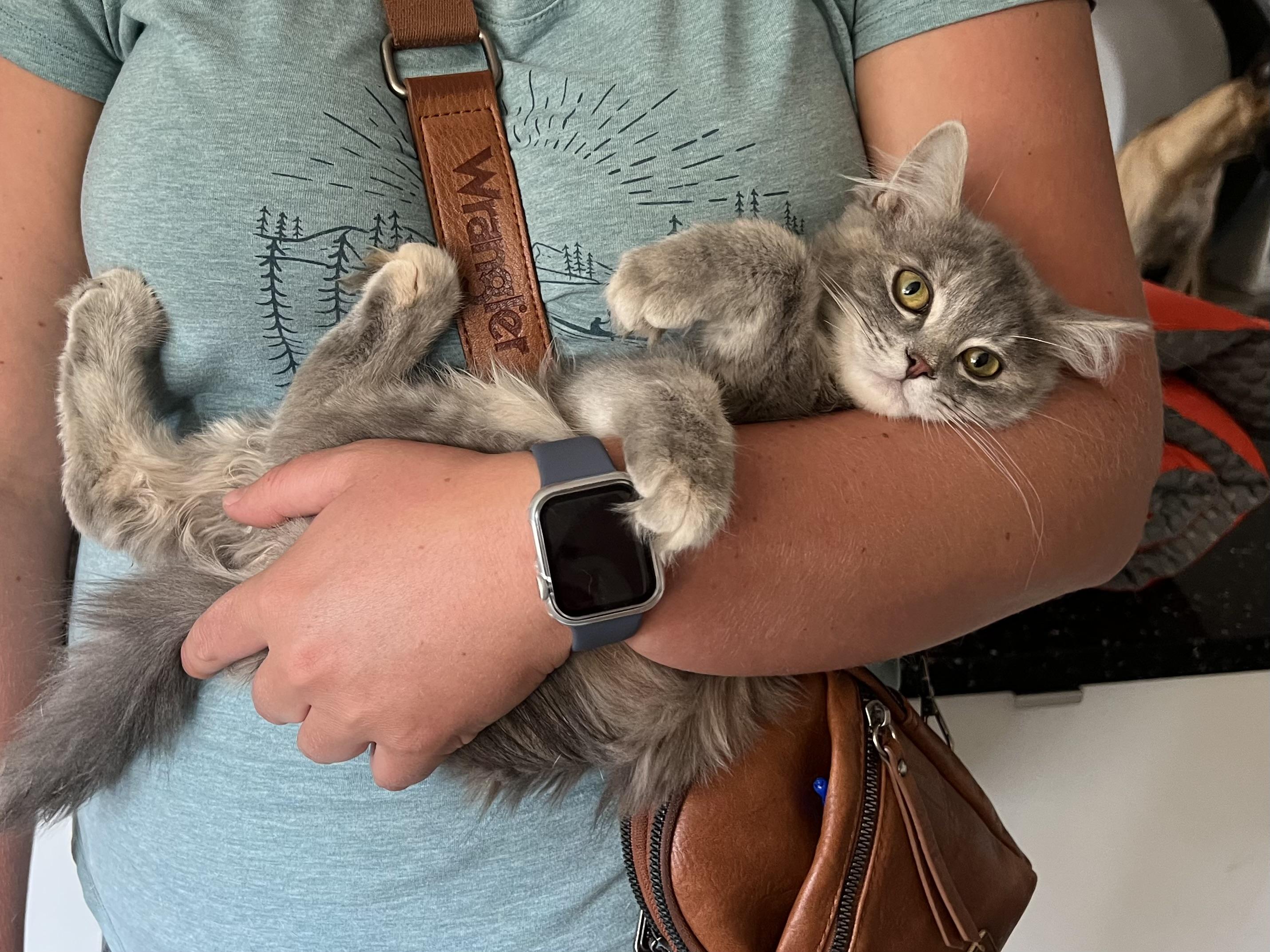 Enlarge Ash, a Adopted Domestic Medium Hair in Abbotsford, BC image 5/6
