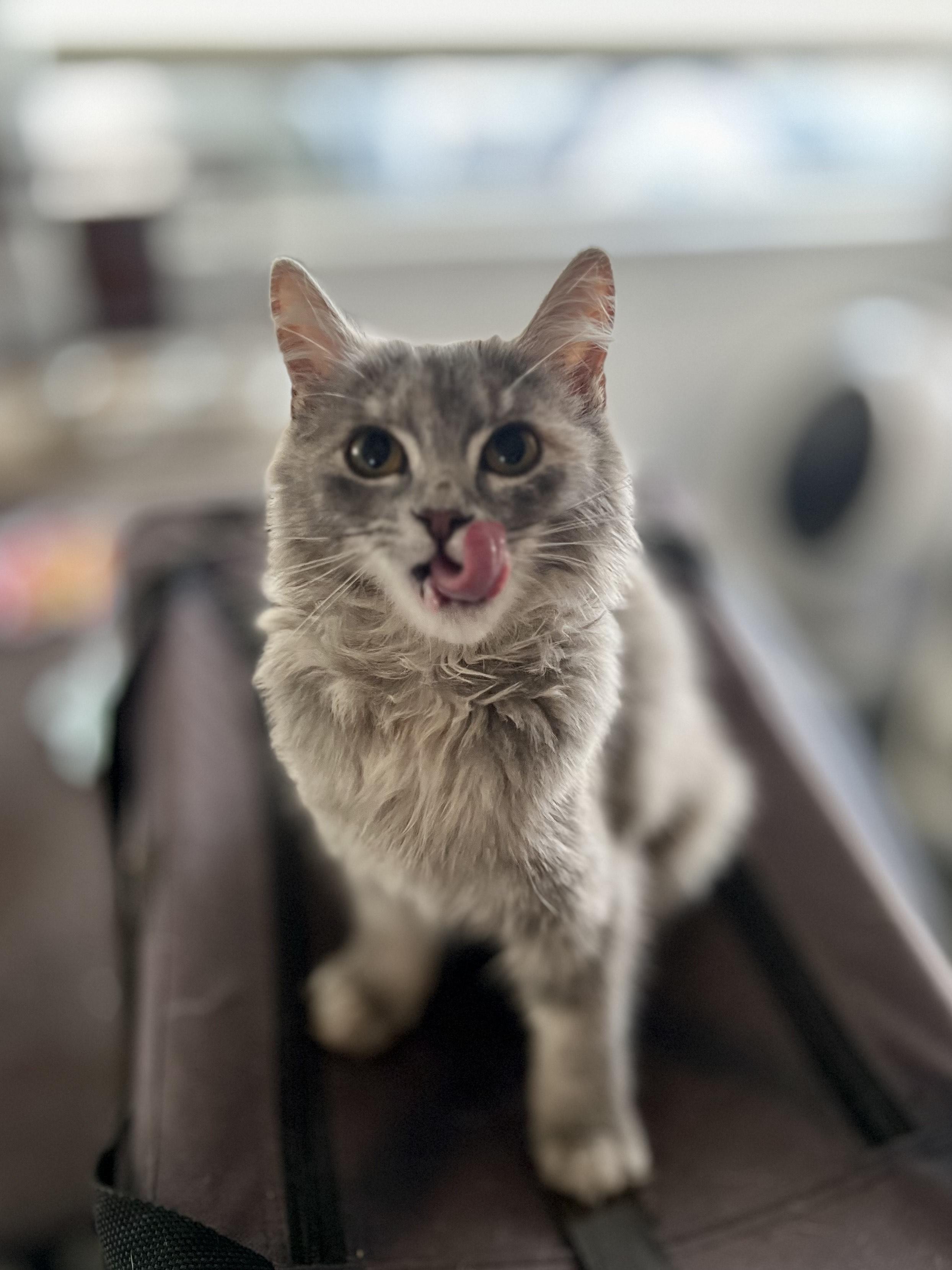 Enlarge Ash, a Adopted Domestic Medium Hair in Abbotsford, BC image 6/6