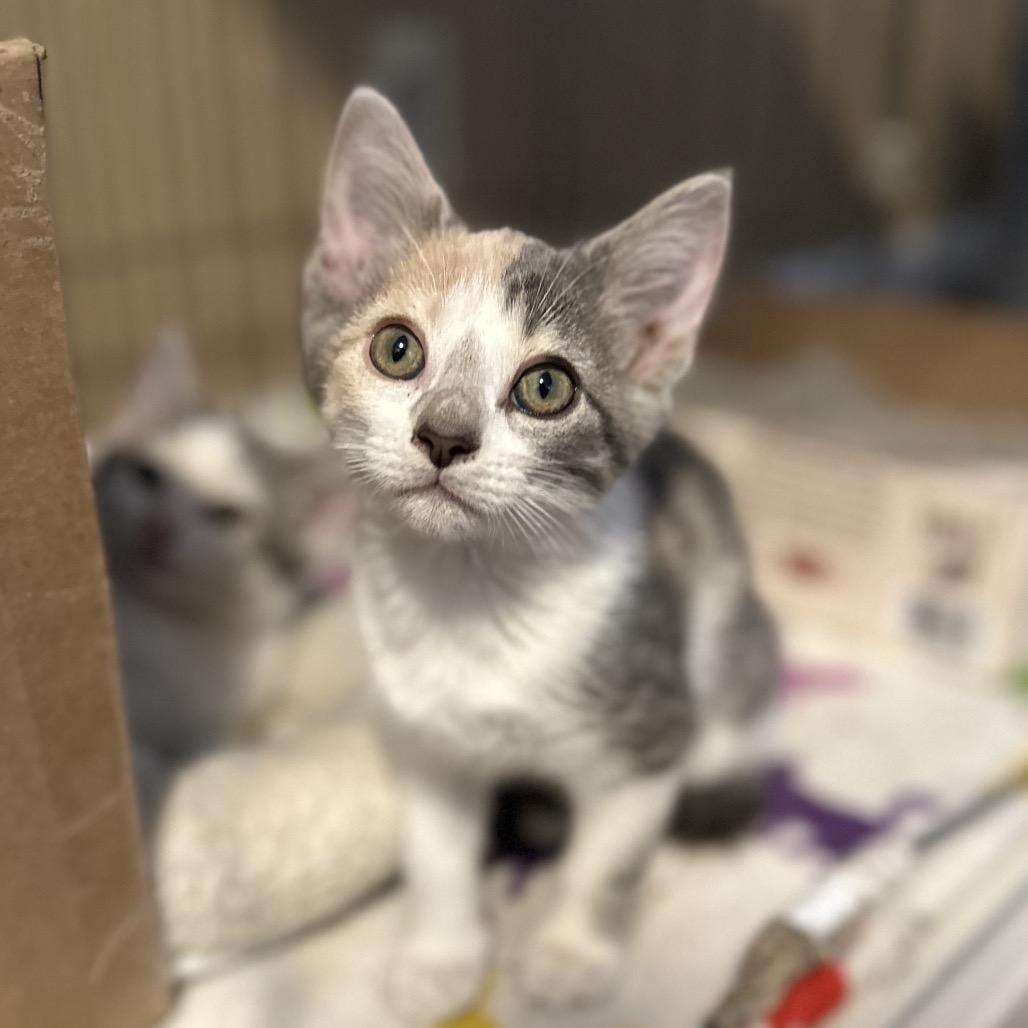 Clover, Adoptable, Kitten Female Domestic Short Hair.