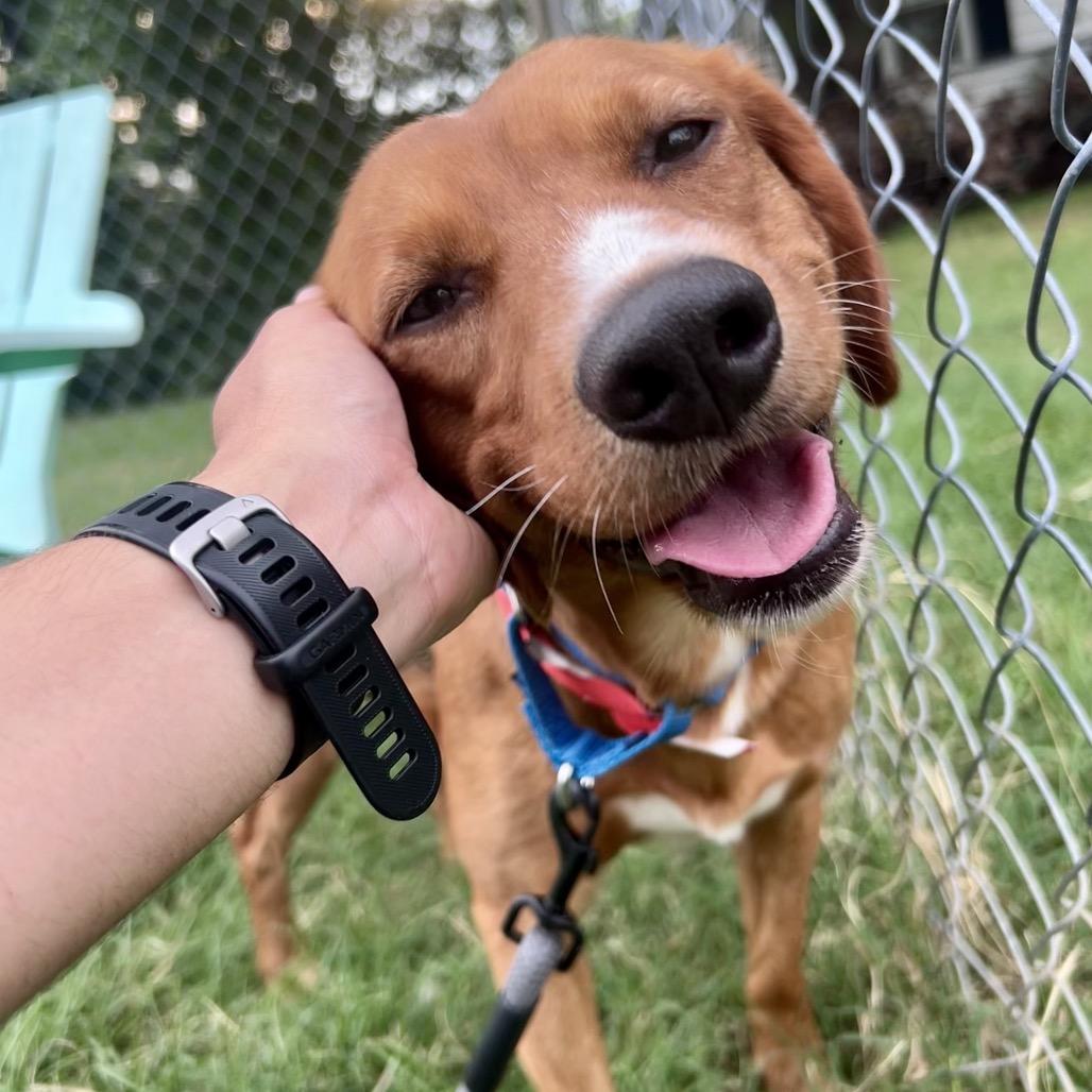 Plaintiff, Adoptable, Adult Male Mixed Breed.