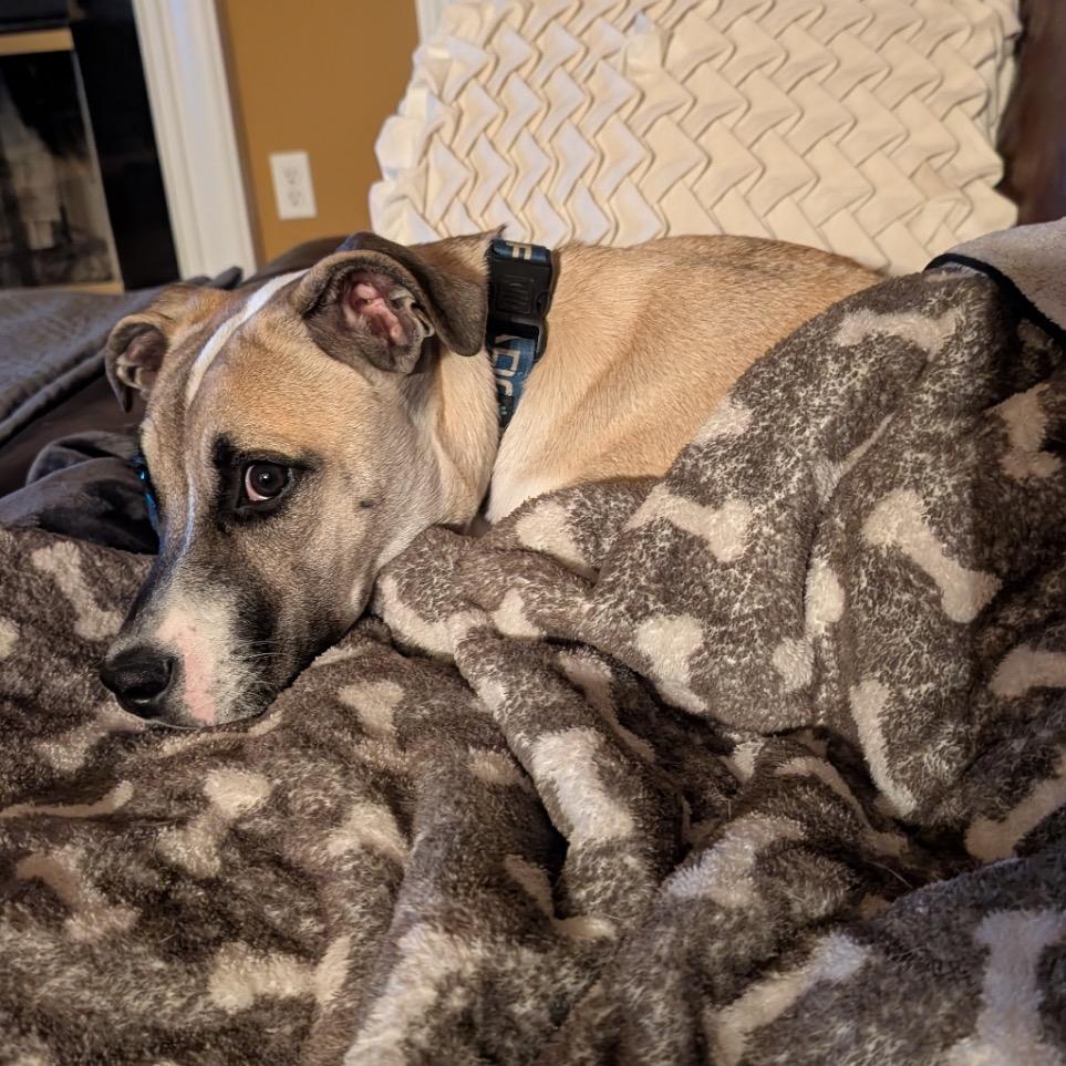 Sunny, Adoptable, Young Male Terrier & Mixed Breed.
