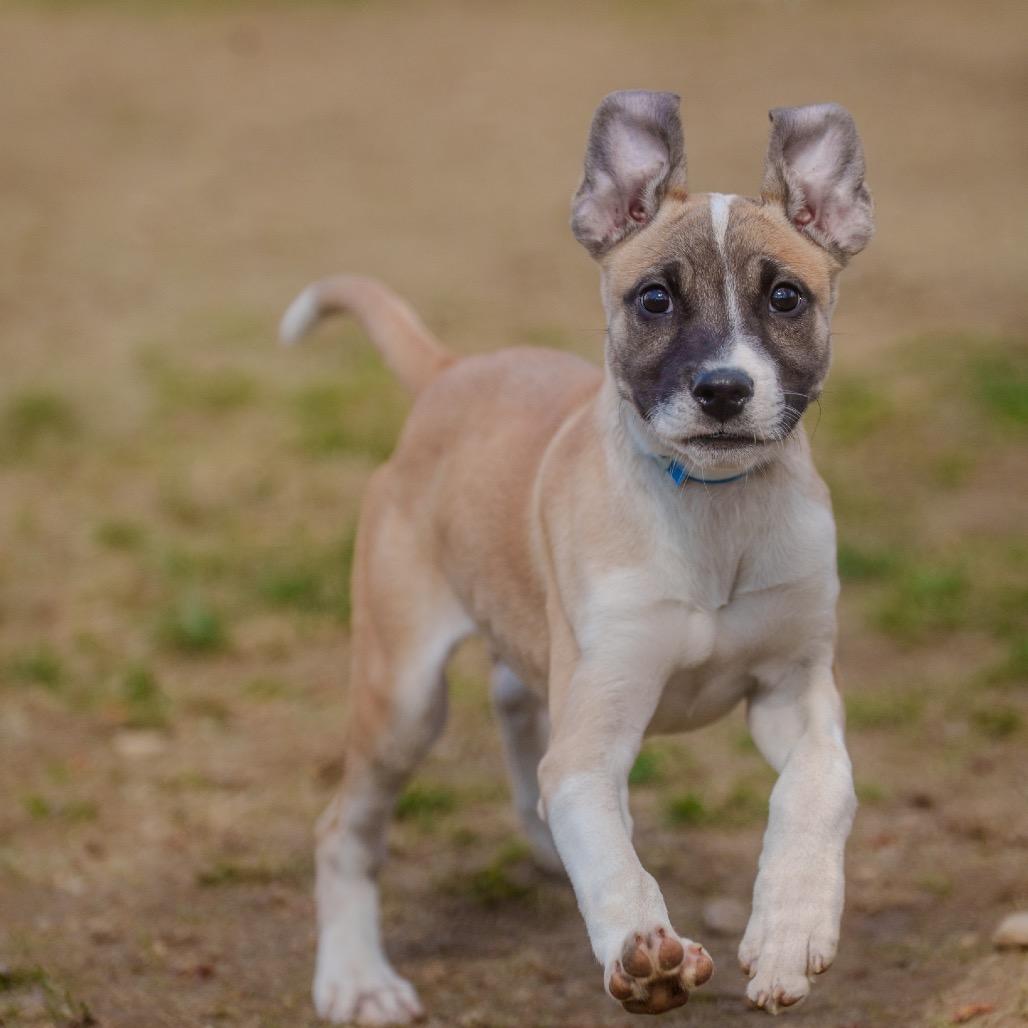 Sunny, Adoptable, Puppy Male Terrier & Mixed Breed.