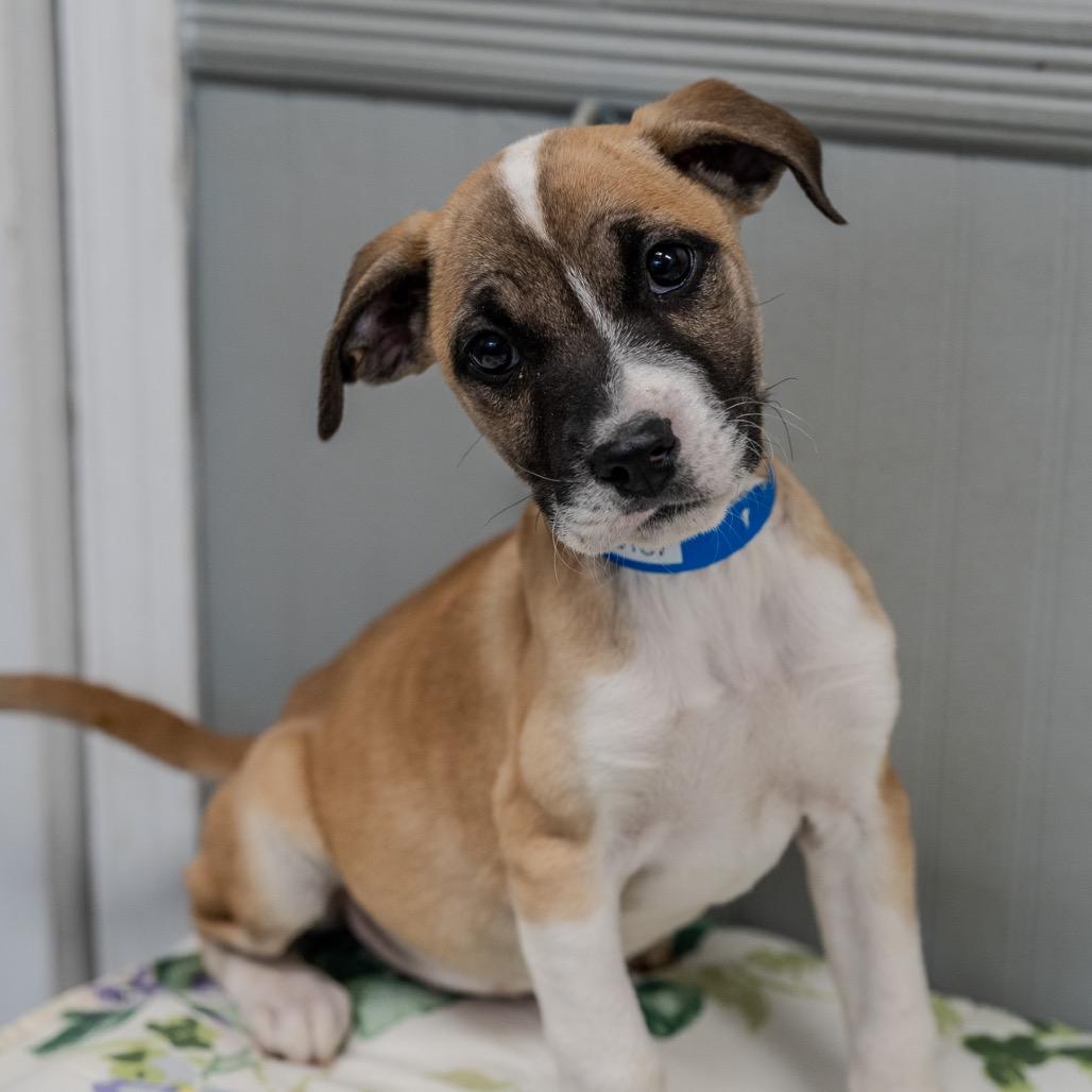 Enlarge Sunny, a Adoptable mixed breed in Pawling, NY image 1/6