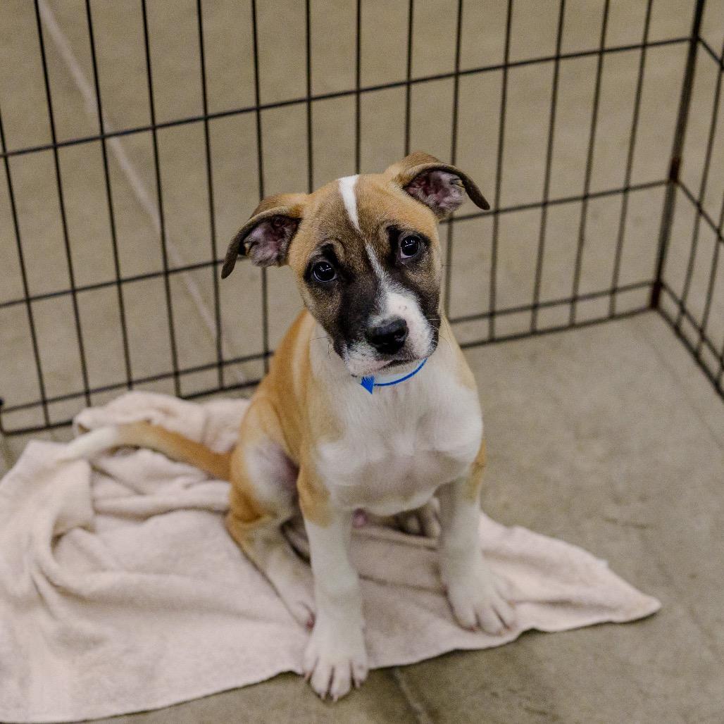 Enlarge Sunny, a Adoptable mixed breed in Pawling, NY image 2/6