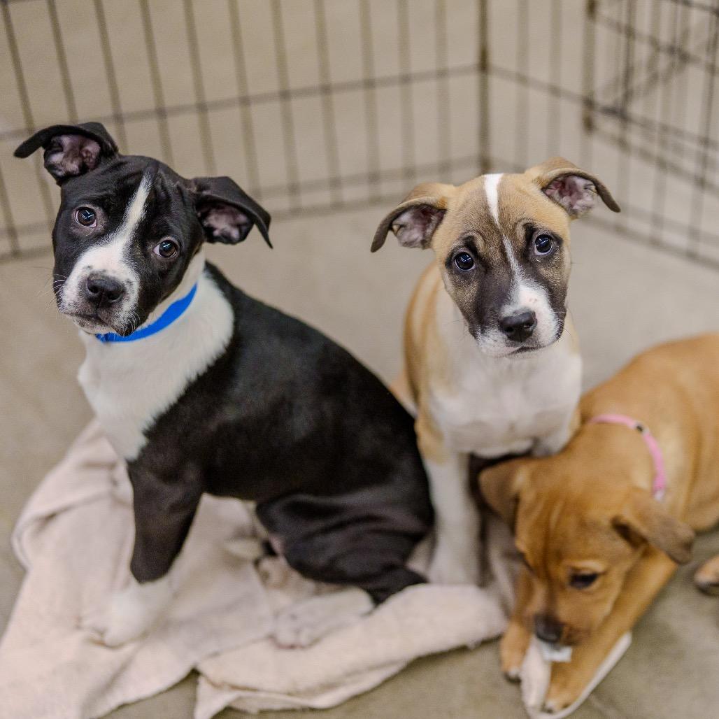 Enlarge Sunny, a Adoptable mixed breed in Pawling, NY image 2/6