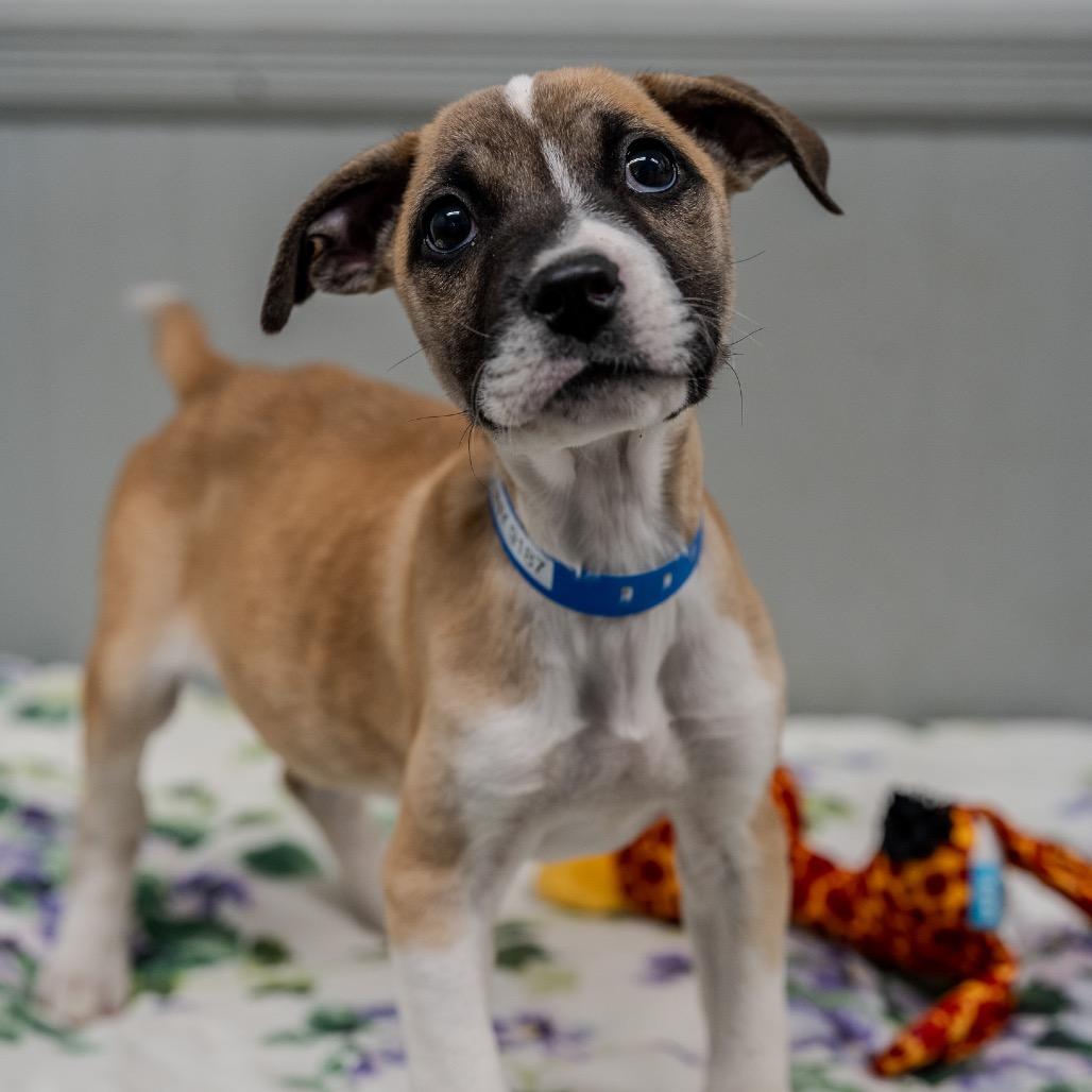 Enlarge Sunny, a Adoptable mixed breed in Pawling, NY image 3/6