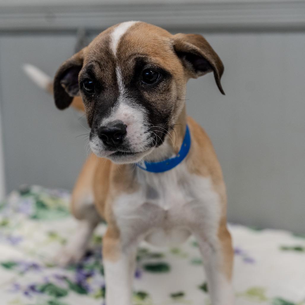 Enlarge Sunny, a Adoptable mixed breed in Pawling, NY image 5/6