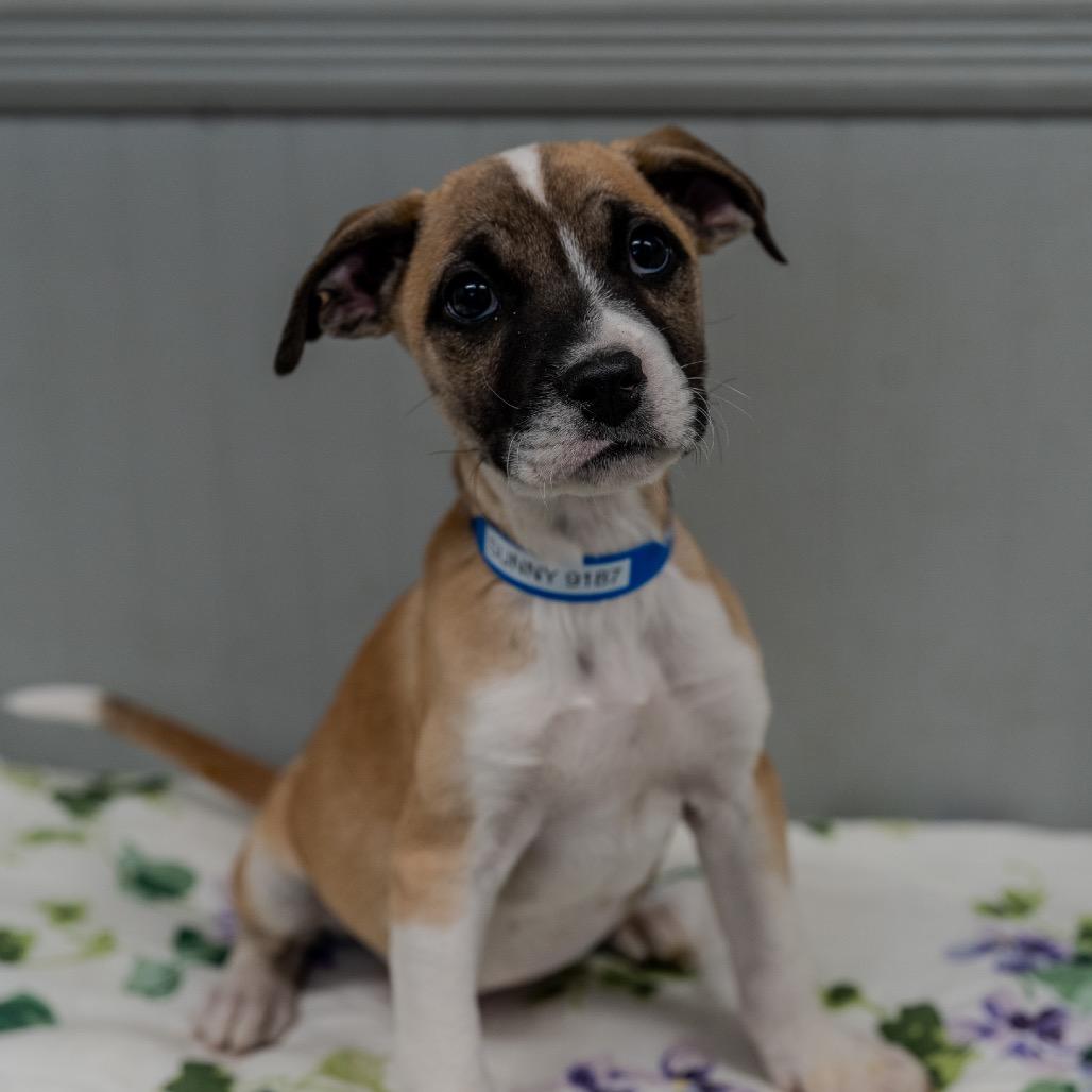 Enlarge Sunny, a Adoptable mixed breed in Pawling, NY image 6/6