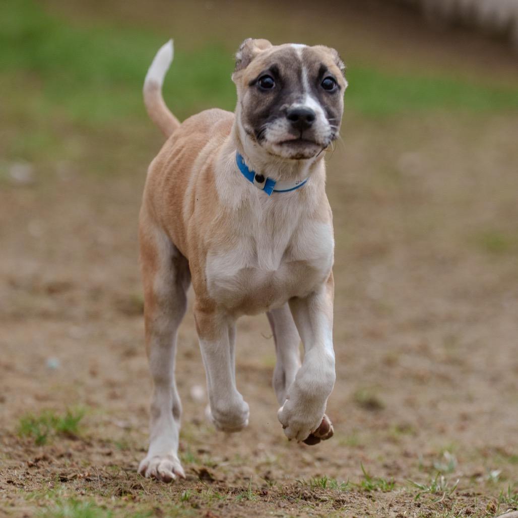 Sunny, a Adoptable mixed breed in Pawling, NY image 2/6