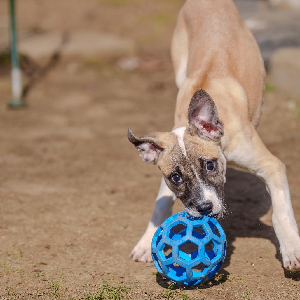 Enlarge Sunny, a Adoptable mixed breed in Pawling, NY image 3/6