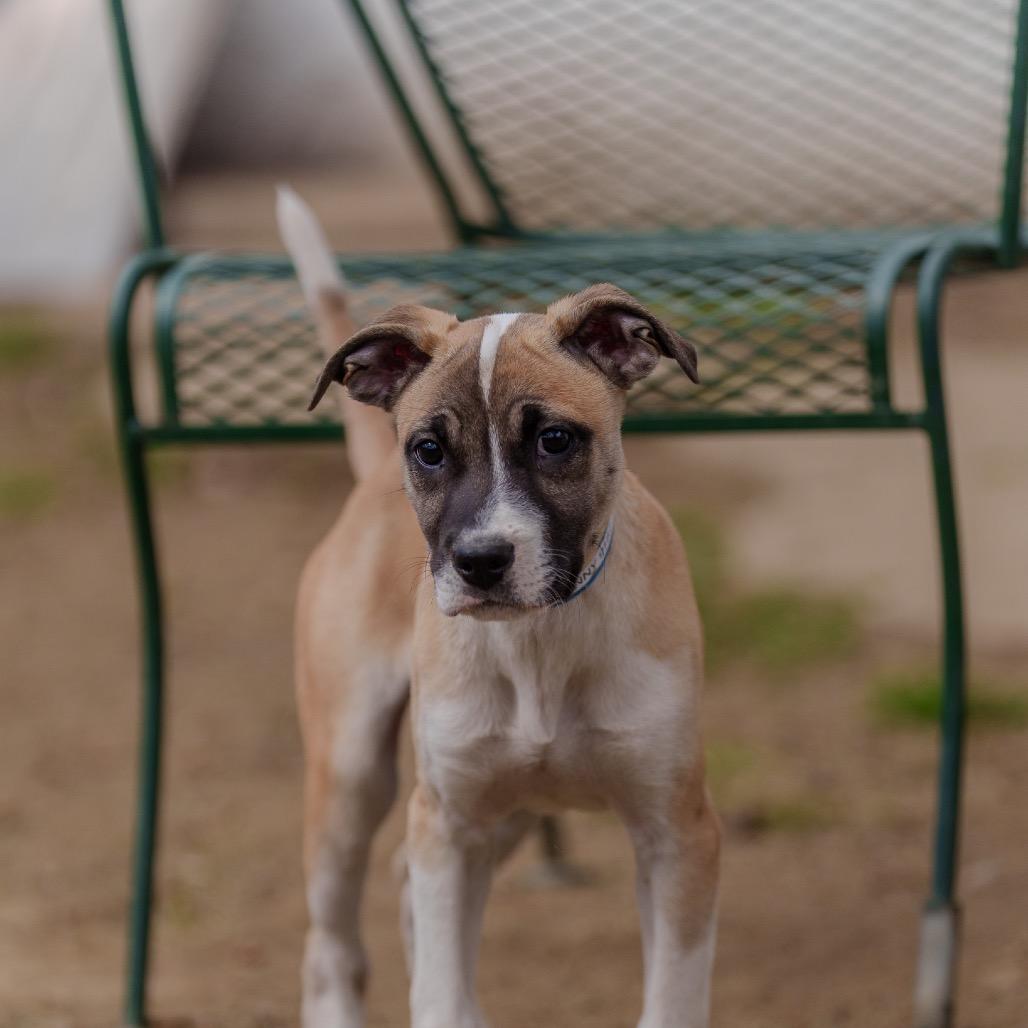 Enlarge Sunny, a Adoptable mixed breed in Pawling, NY image 4/6
