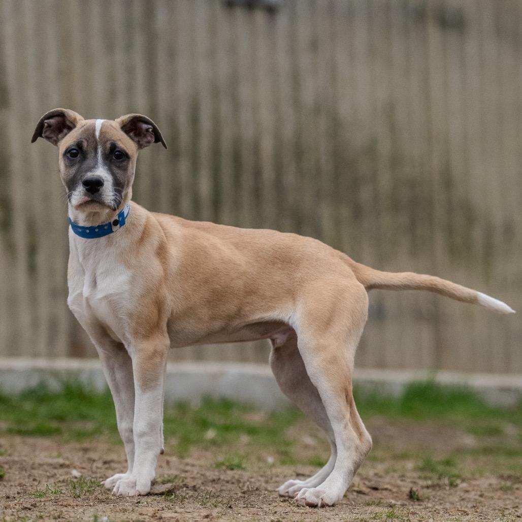 Sunny, a Adoptable mixed breed in Pawling, NY image 4/6