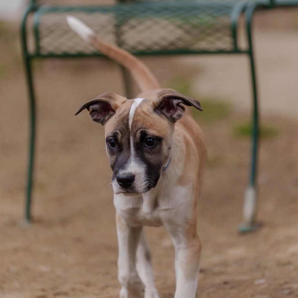 Enlarge Sunny, a Adoptable mixed breed in Pawling, NY image 5/6