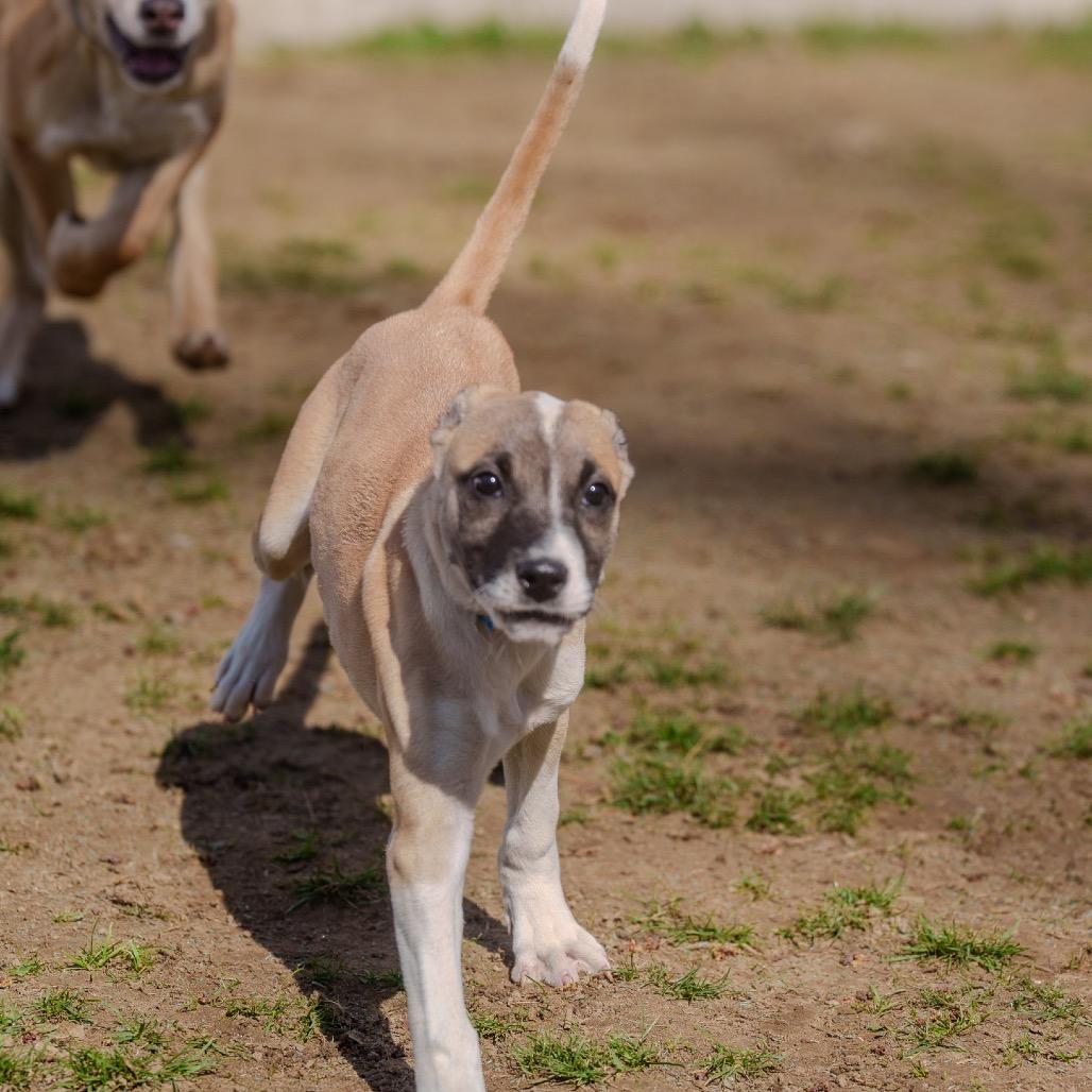 Sunny, a Adoptable mixed breed in Pawling, NY image 6/6