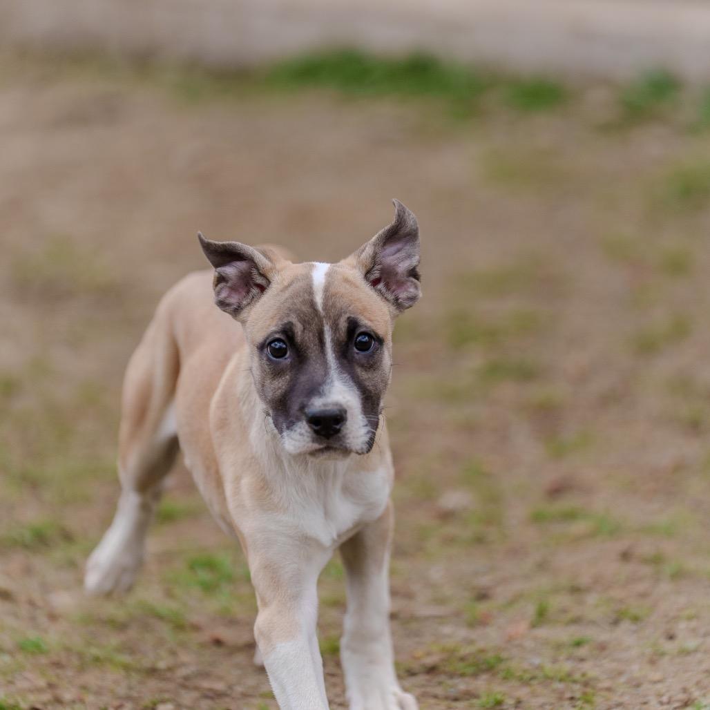 Enlarge Sunny, a Adoptable mixed breed in Pawling, NY image 6/6