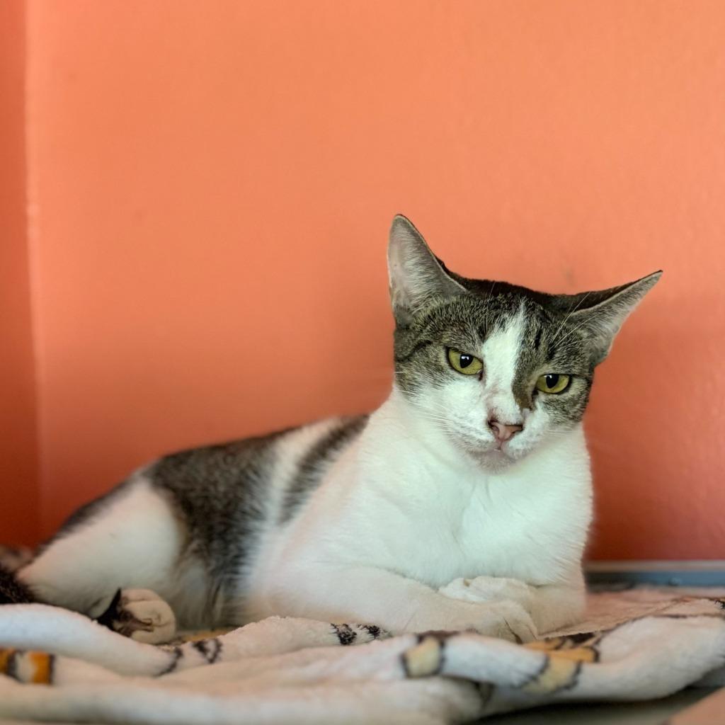 OLIVE, a Adoptable mixed breed in Marianna, FL image 2/3