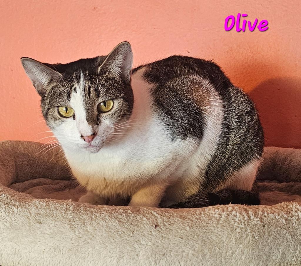 OLIVE, a Adoptable mixed breed in Marianna, FL image 3/3