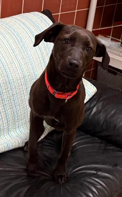 Enlarge Keebler, a Adoptable mixed breed in Chardon, OH image 6/6