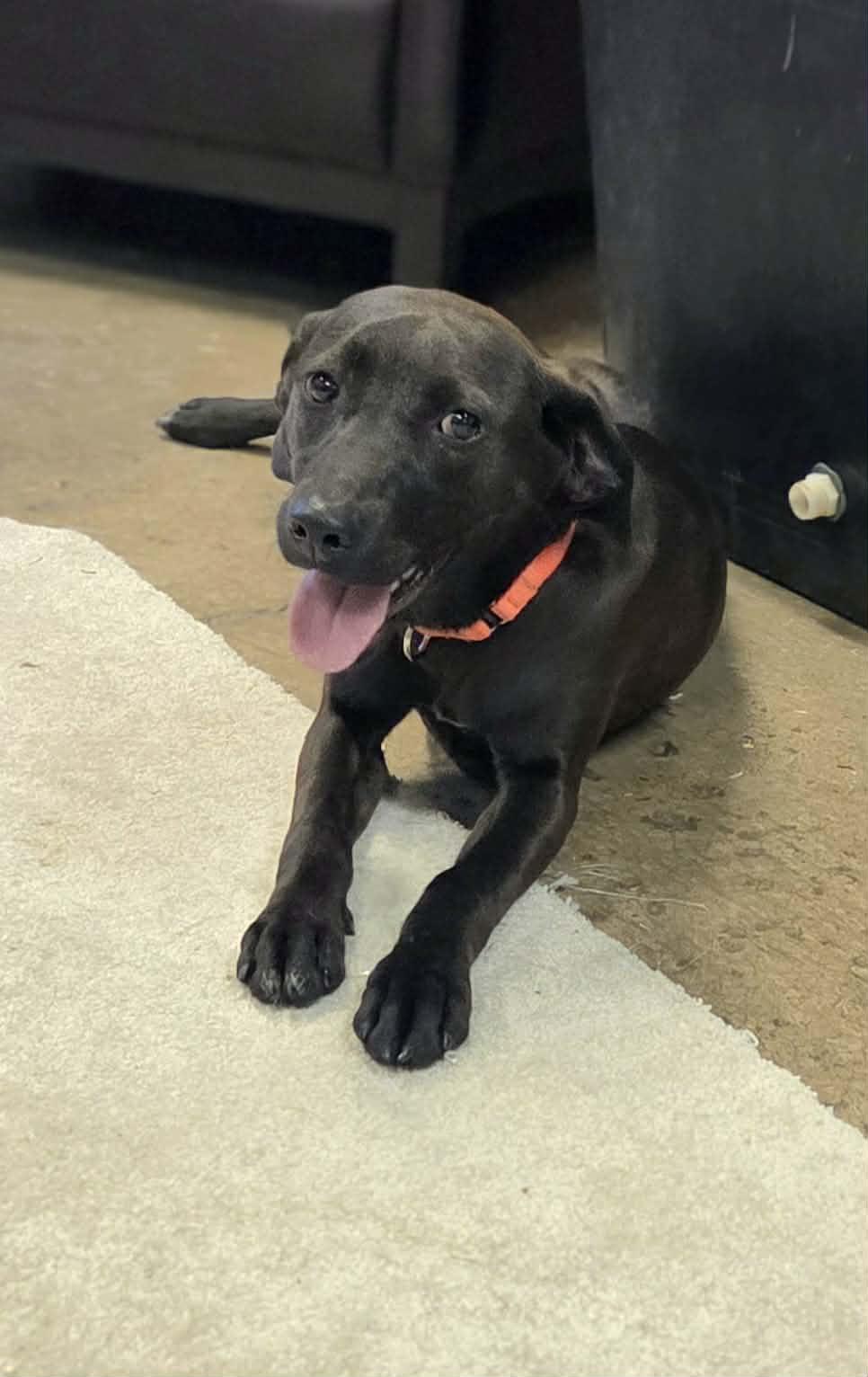 Enlarge Keebler, a Adoptable mixed breed in Chardon, OH image 3/6