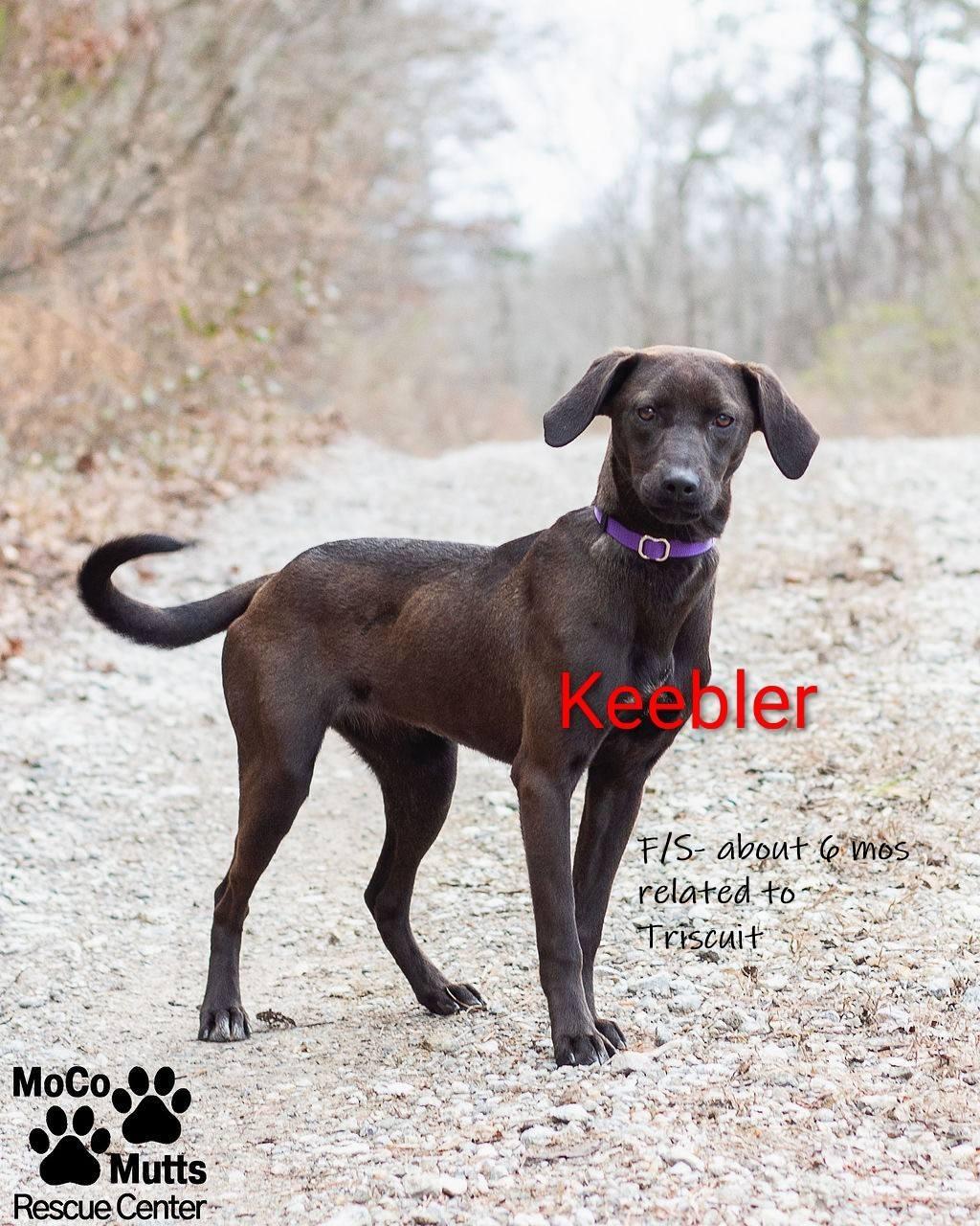 Enlarge Keebler - arriving 1/4/26, a Adoptable mixed breed in Chardon, OH image 1/1