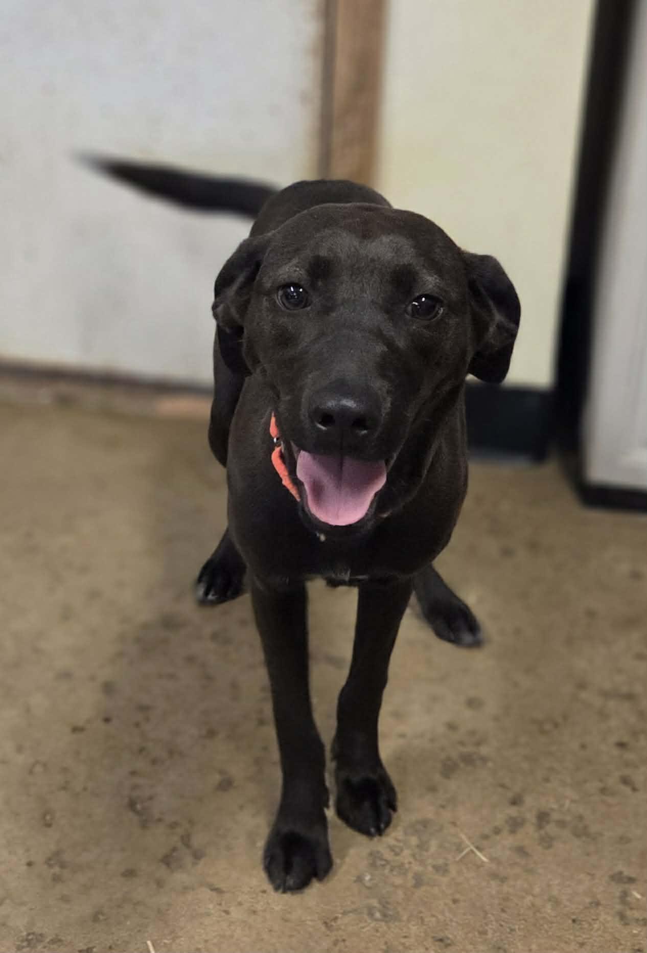 Enlarge Keebler, a Adoptable mixed breed in Chardon, OH image 2/6