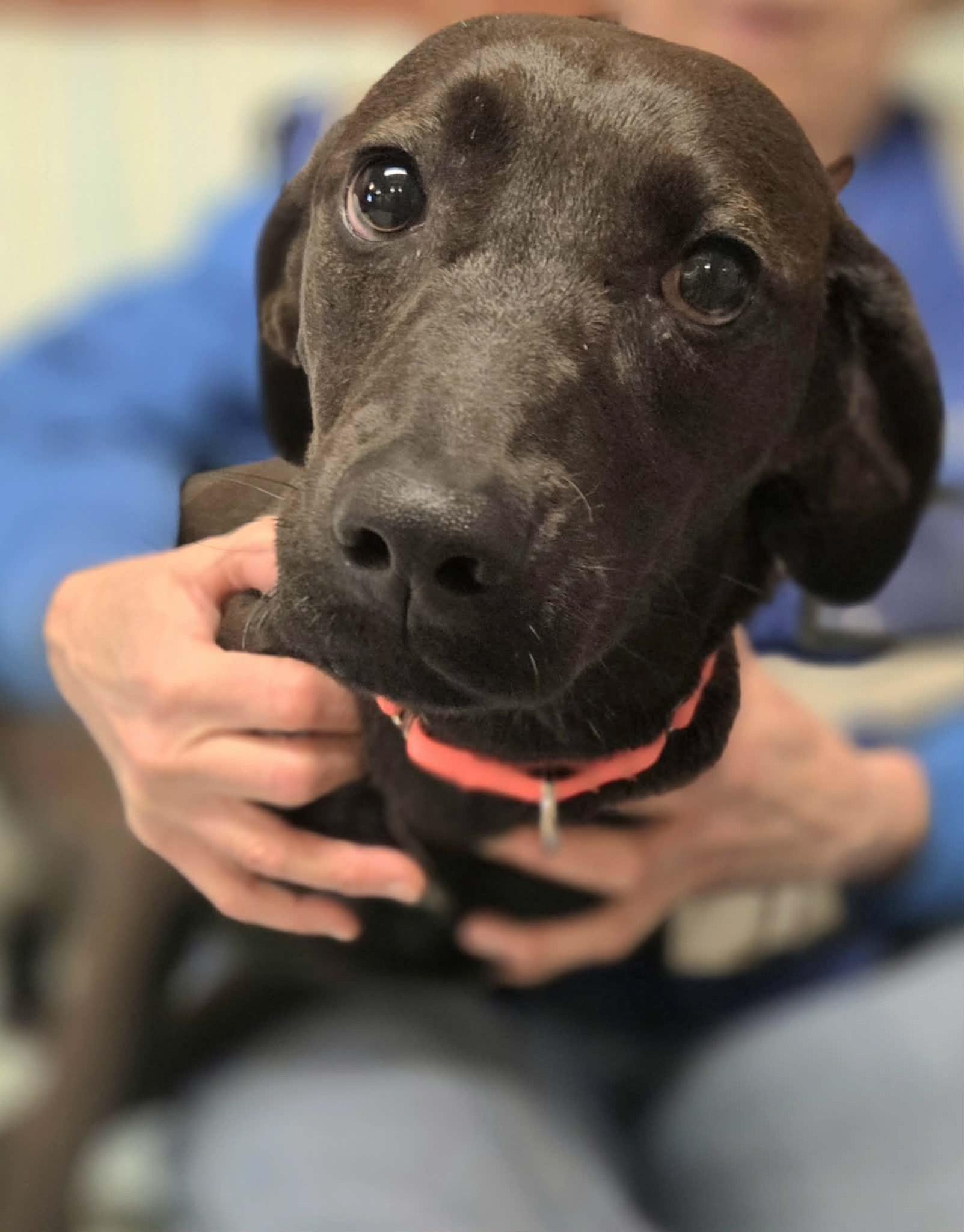 Enlarge Keebler, a Adoptable mixed breed in Chardon, OH image 4/6