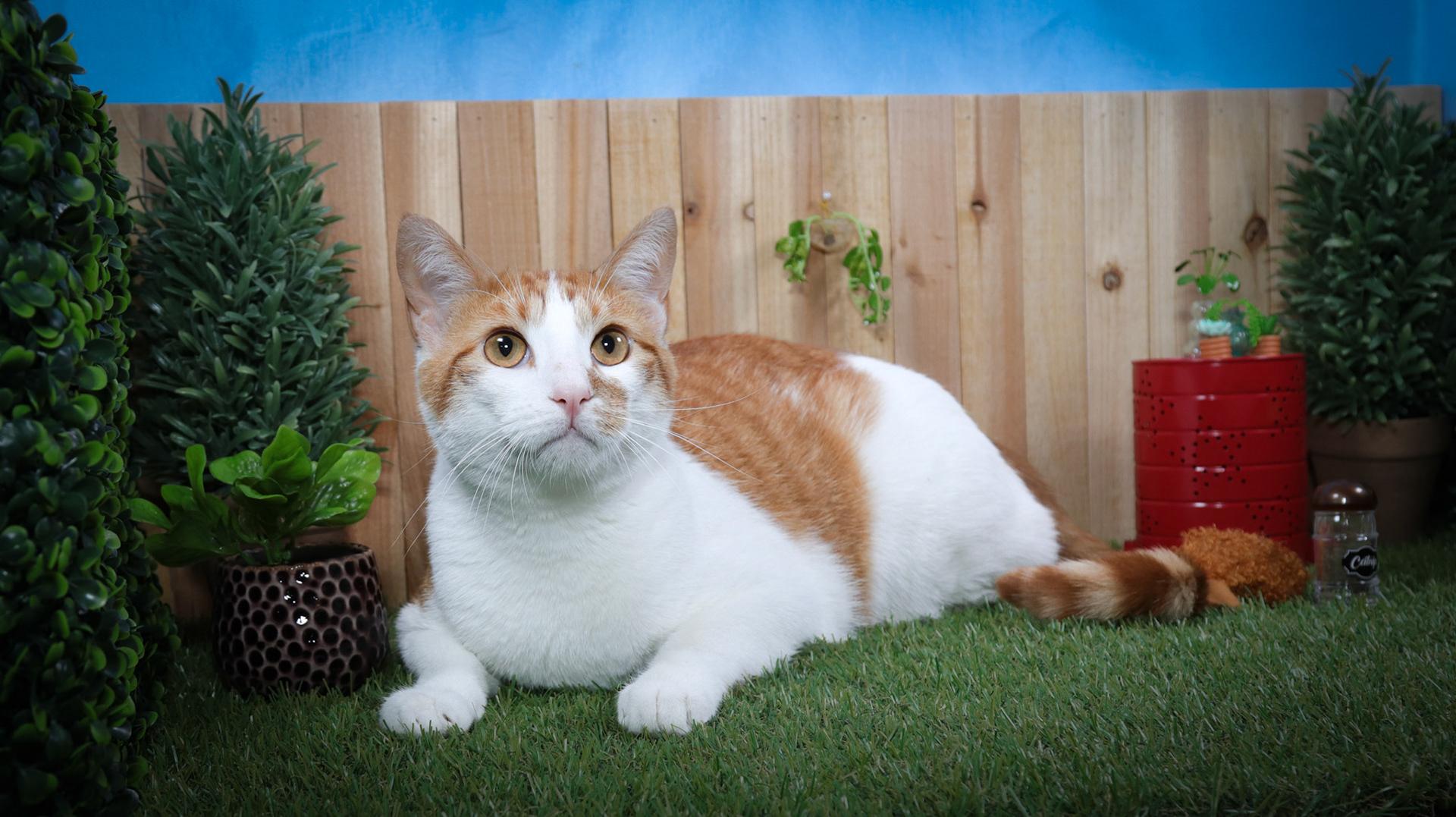 Enlarge Pierre, a Adoptable mixed breed in Parker, TX image 1/5