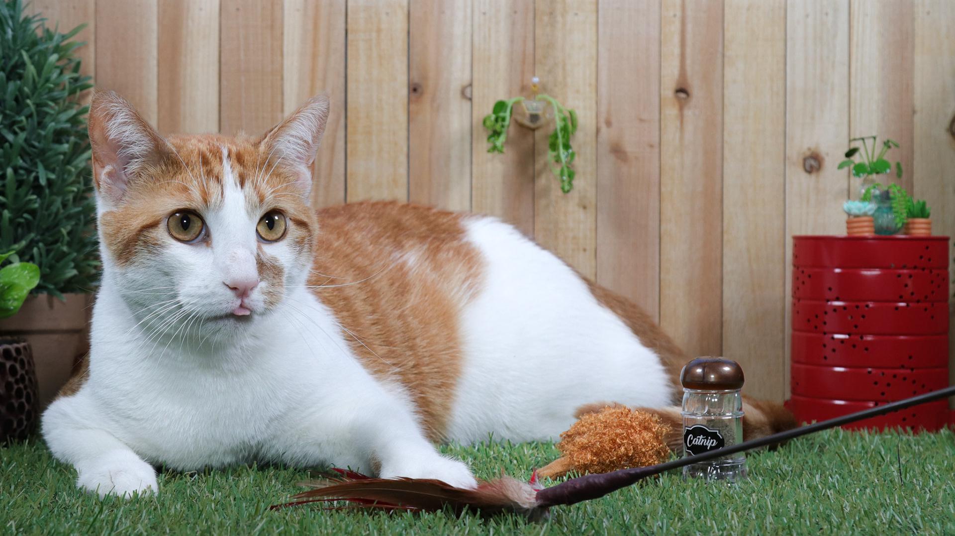 Pierre — thumbnail 3