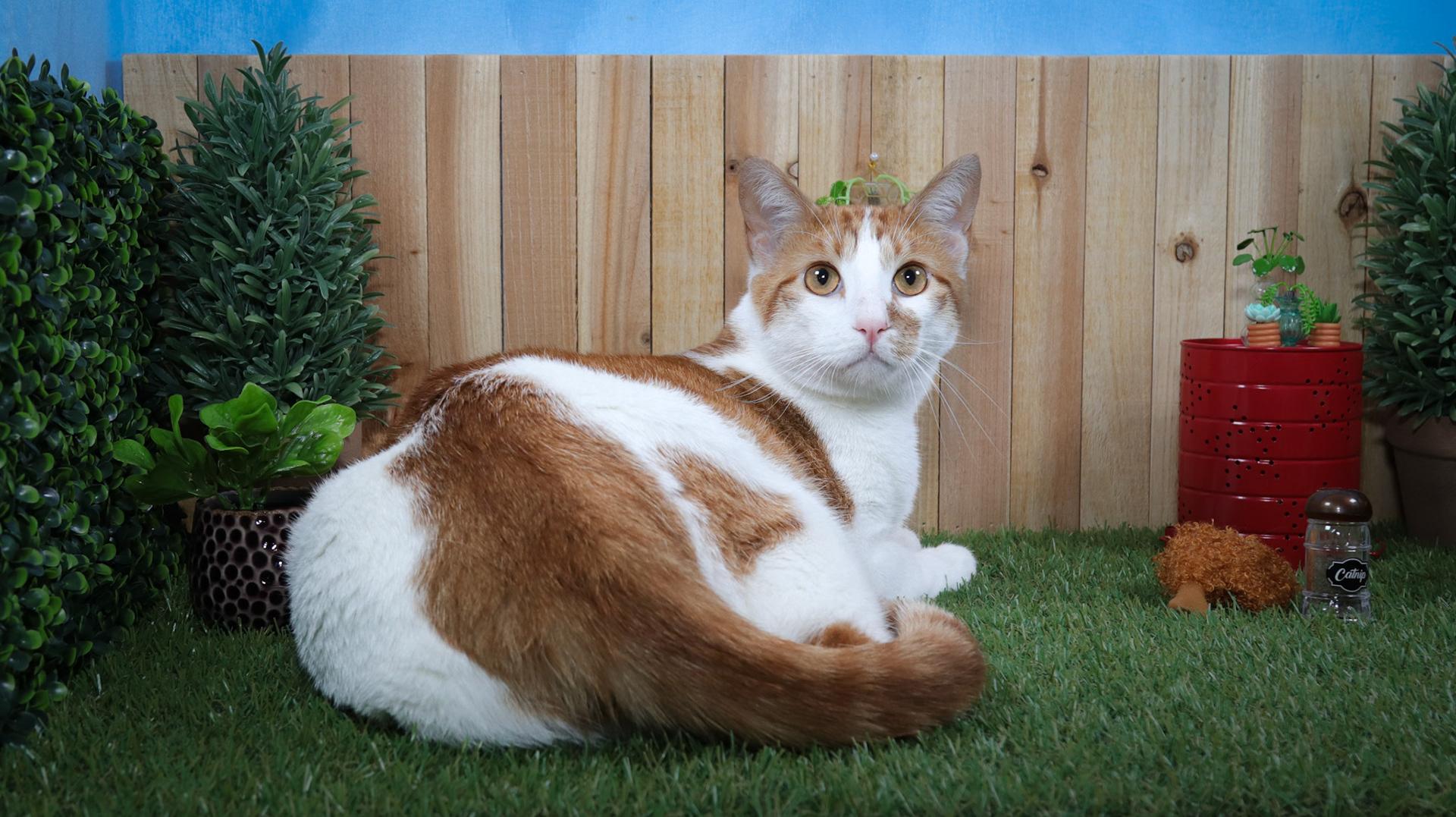Enlarge Pierre, a Adoptable mixed breed in Parker, TX image 4/5