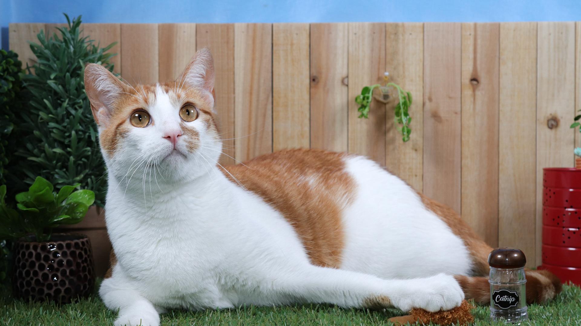 Enlarge Pierre, a Adoptable mixed breed in Parker, TX image 5/5