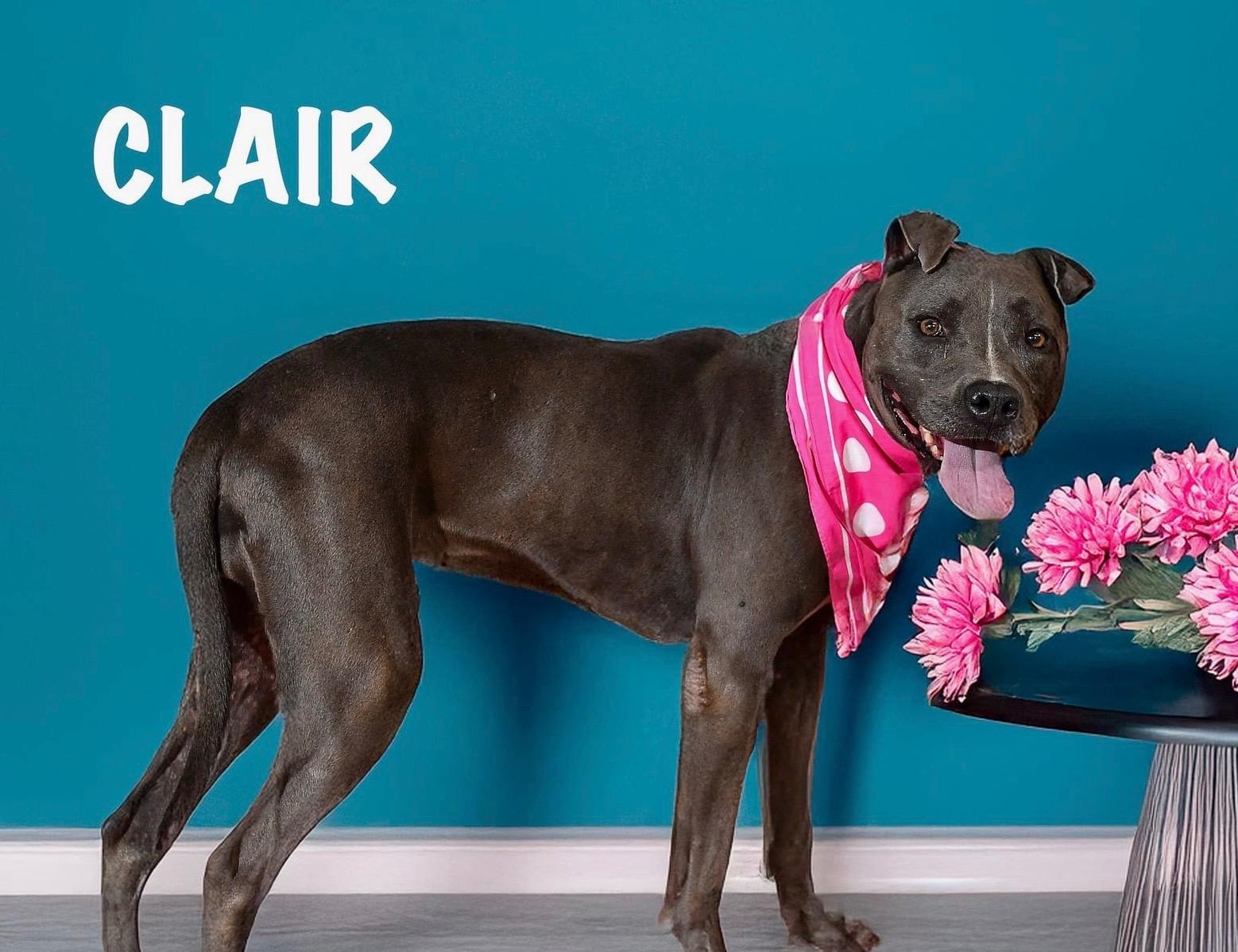 Enlarge Claire, a Adoptable mixed breed in Abingdon, VA image 2/5