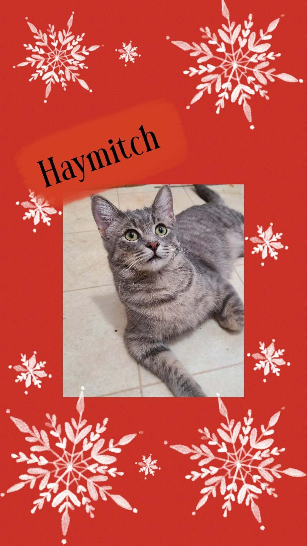 Enlarge Gale & Haymitch (Bonded Pair), a Adoptable Domestic Short Hair in Fitchburg, WI image 2/4