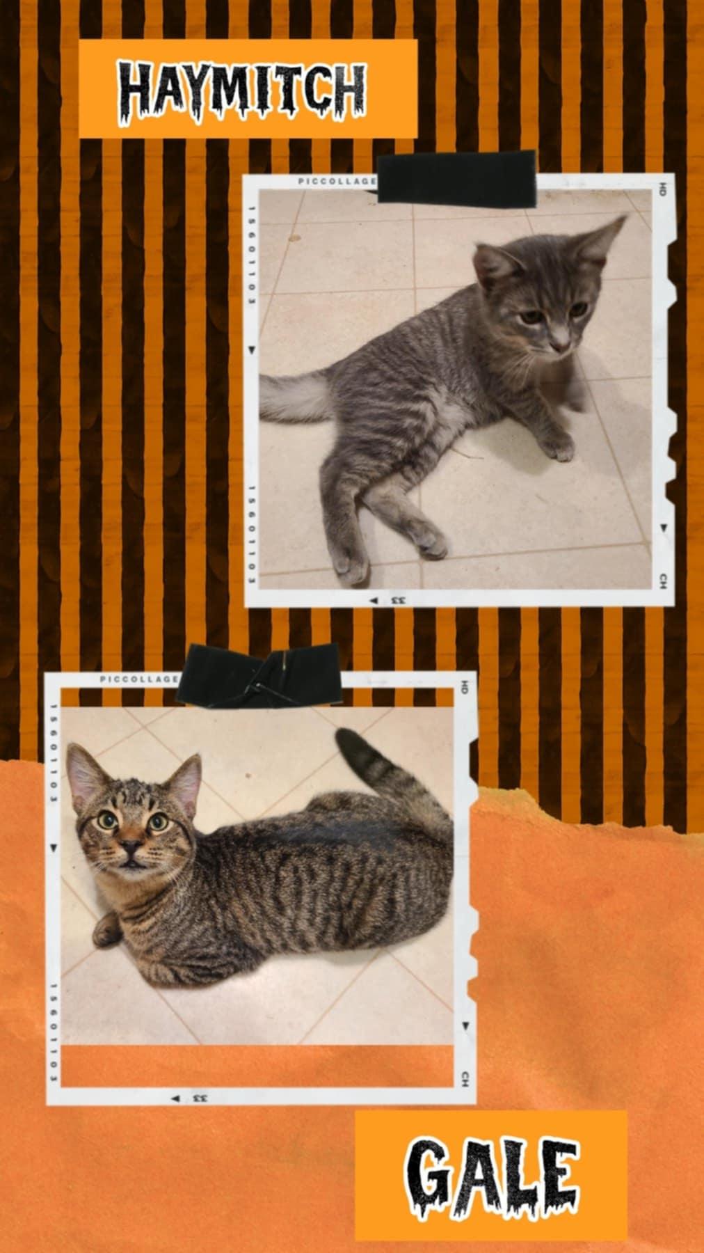 Gale & Haymitch (Bonded Pair), Adoptable, Young Male Domestic Short Hair.