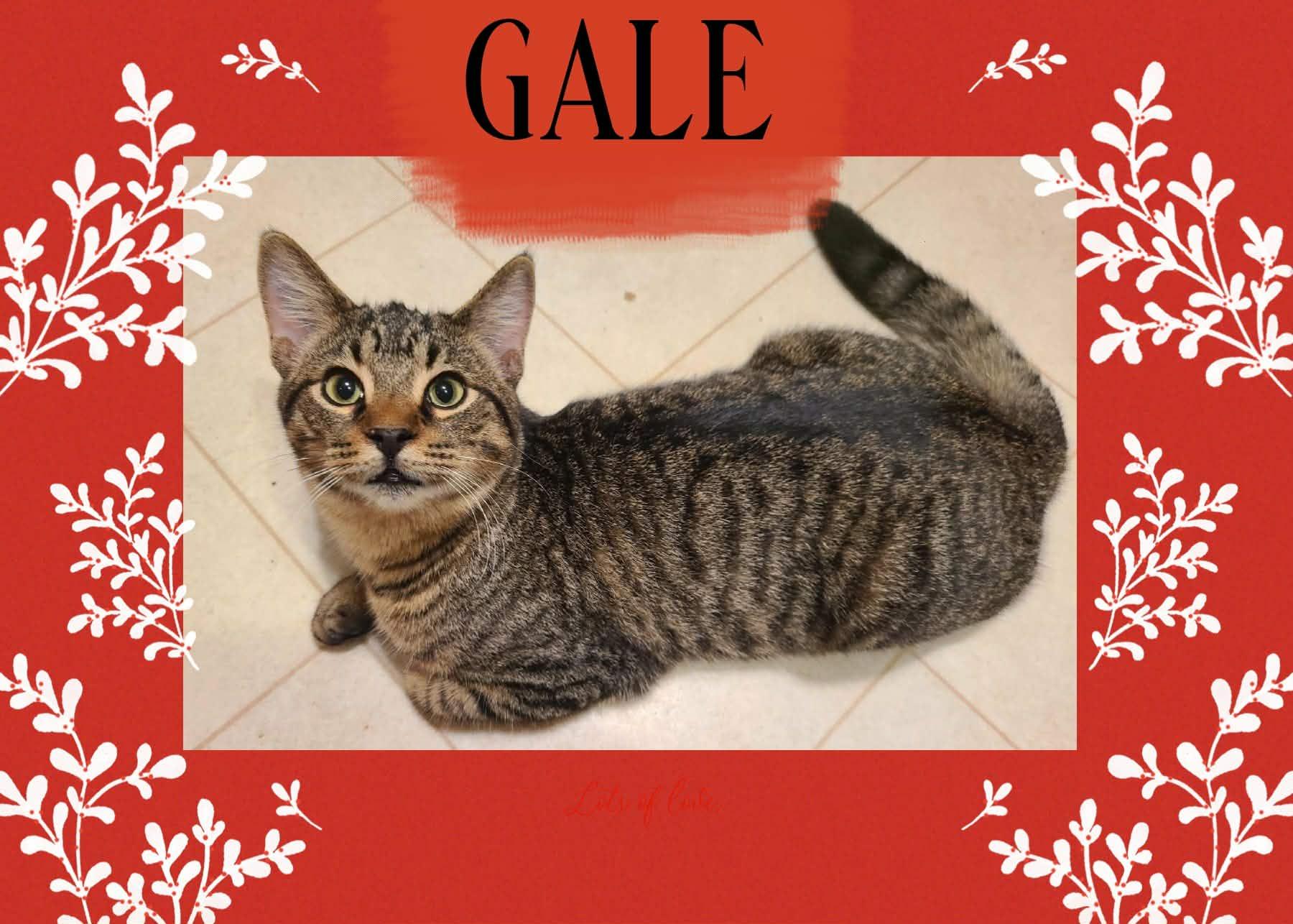 Enlarge Gale & Haymitch (Bonded Pair), a Adoptable Domestic Short Hair in Fitchburg, WI image 1/4
